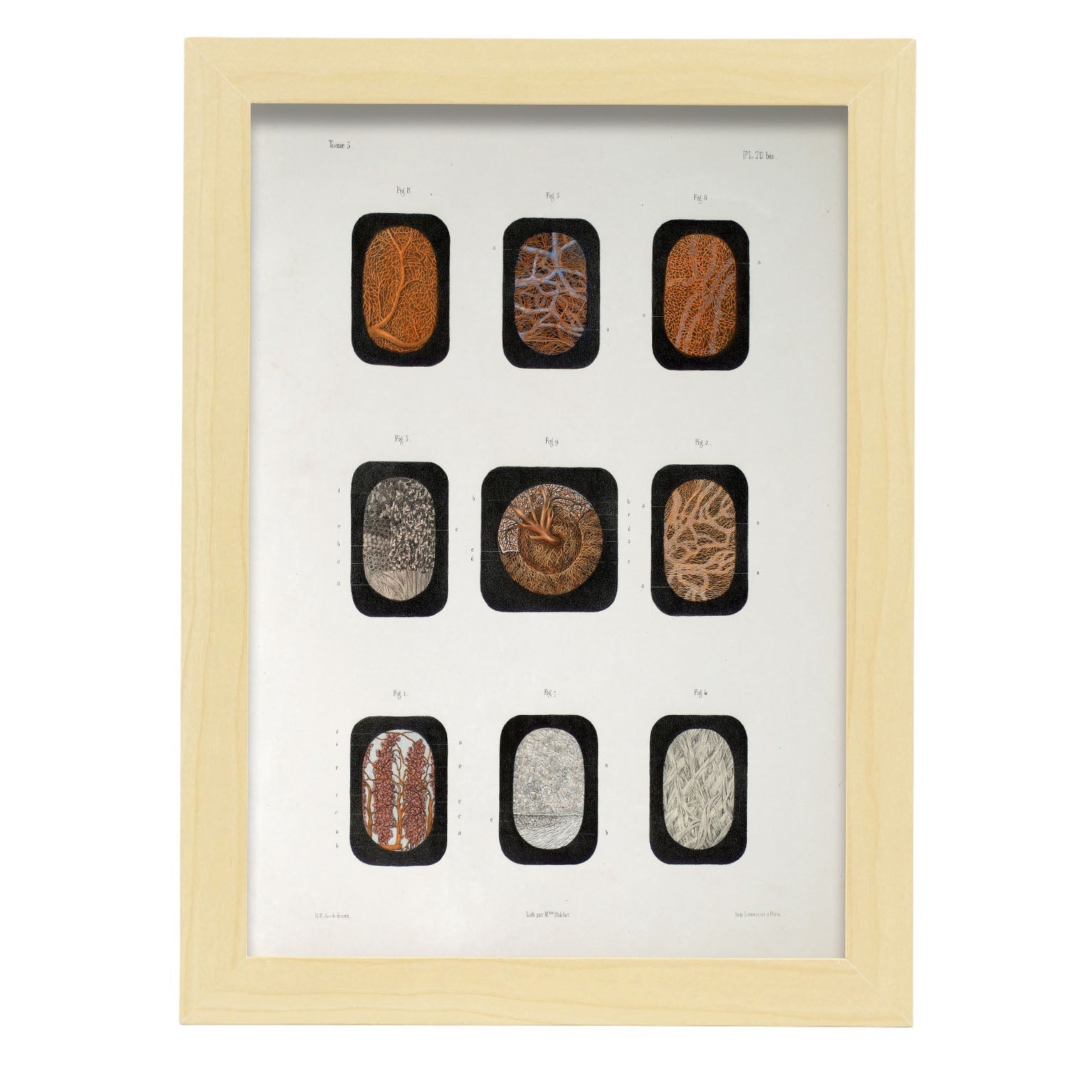 Eye, dissected and shown under a microscope-Artwork-Nacnic-A4-Marco Madera clara-Nacnic Estudio SL