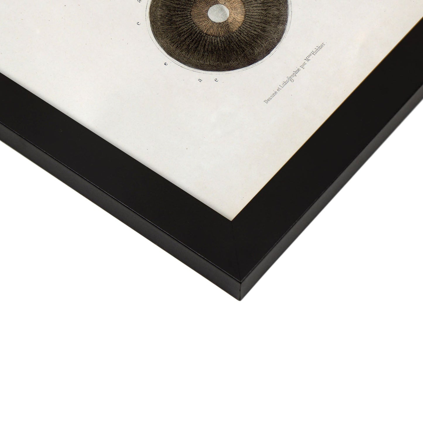 Eye, shown in isolation-Artwork-Nacnic-Nacnic Estudio SL