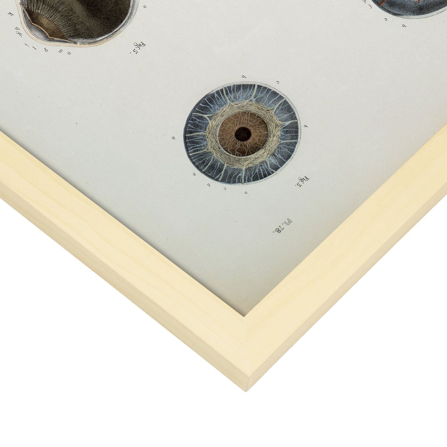 Eye, shown in isolation-Artwork-Nacnic-Nacnic Estudio SL