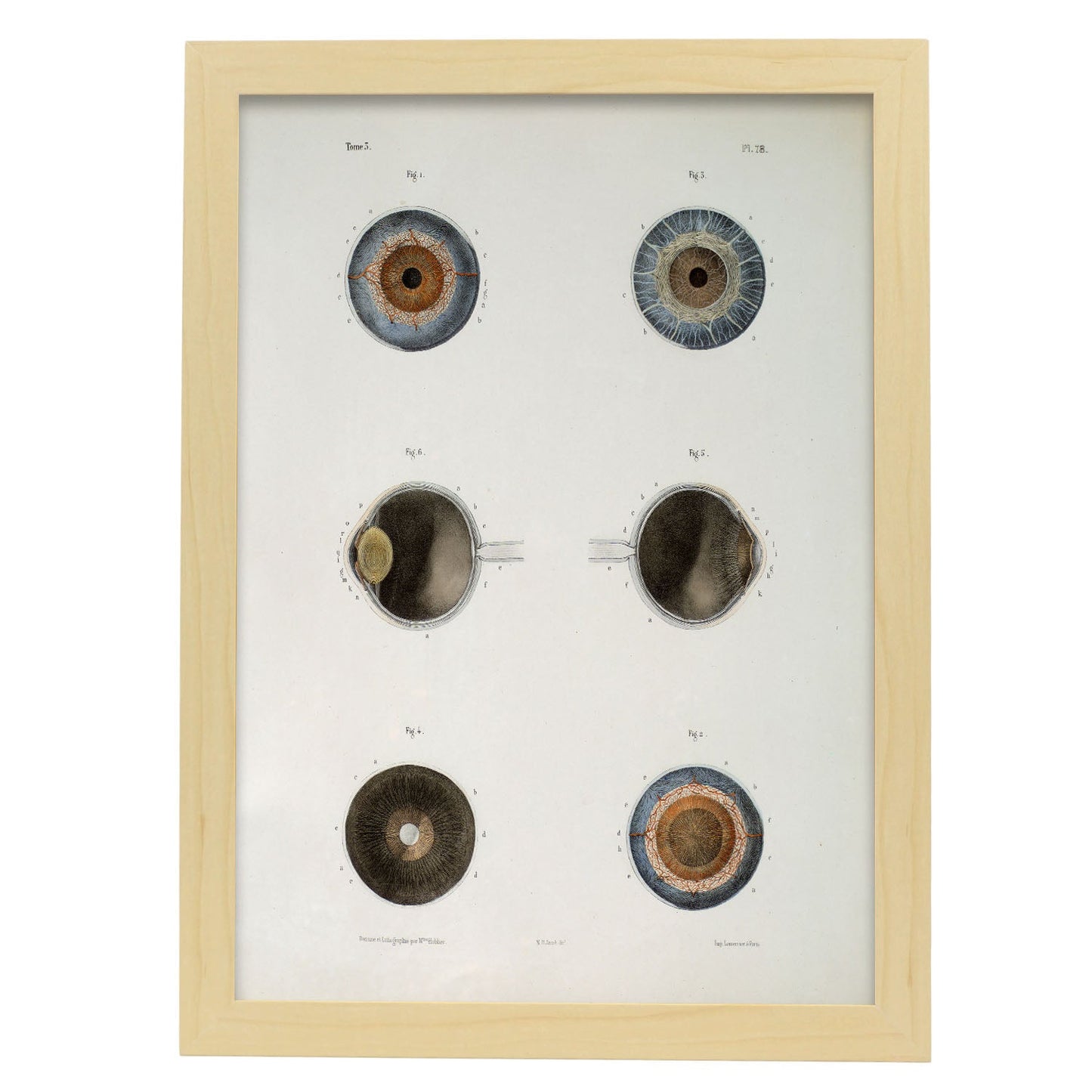 Eye, shown in isolation-Artwork-Nacnic-A3-Marco Madera clara-Nacnic Estudio SL