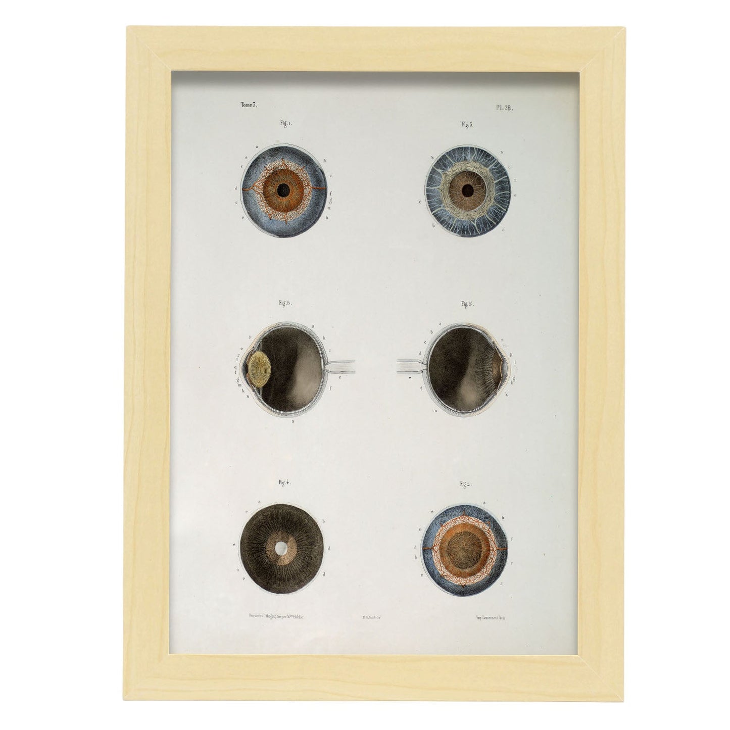 Eye, shown in isolation-Artwork-Nacnic-A4-Marco Madera clara-Nacnic Estudio SL