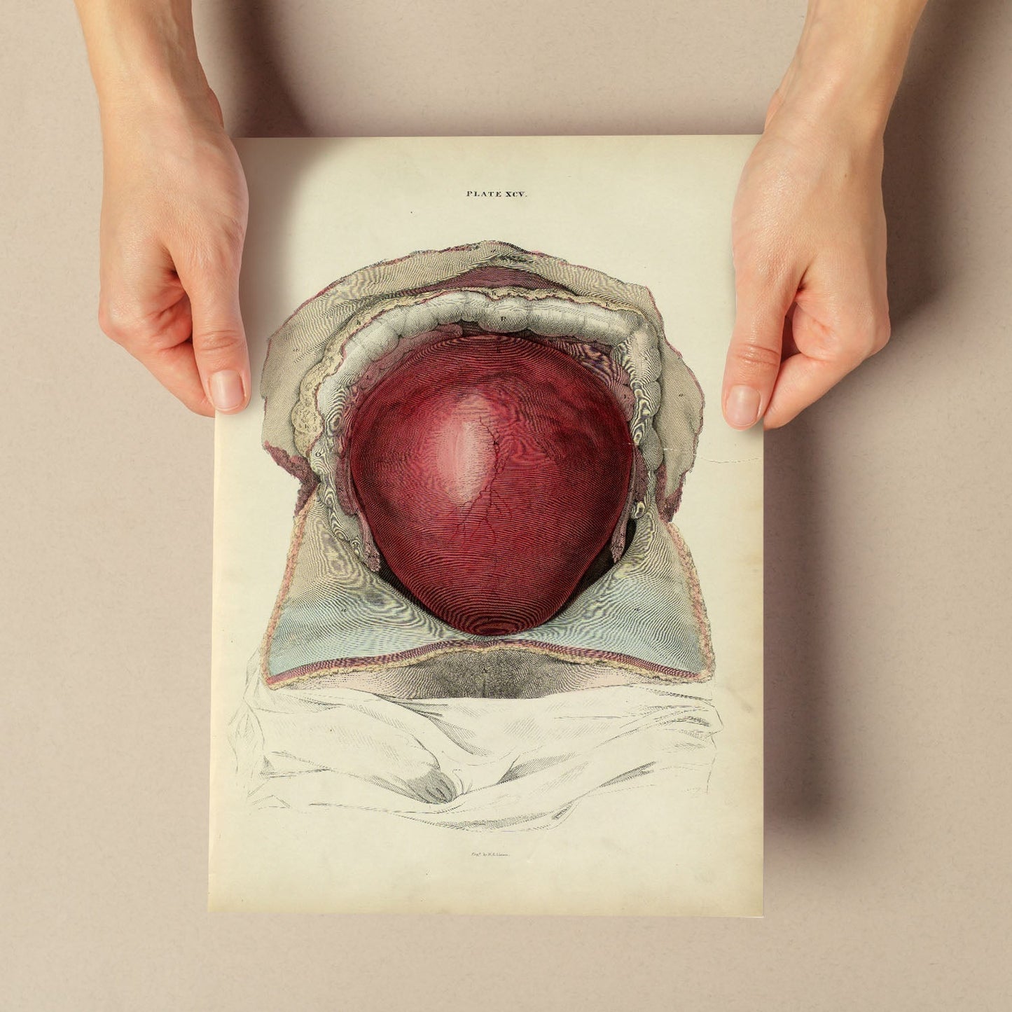 Gravid uterus-Artwork-Nacnic-Nacnic Estudio SL