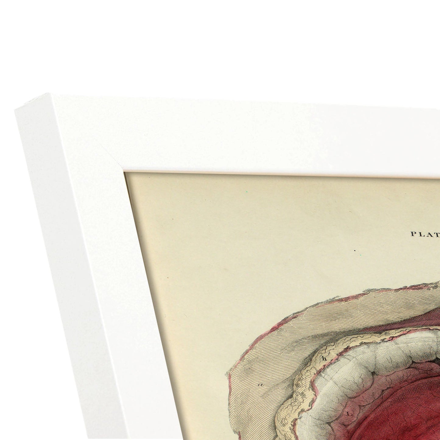 Gravid uterus-Artwork-Nacnic-Nacnic Estudio SL