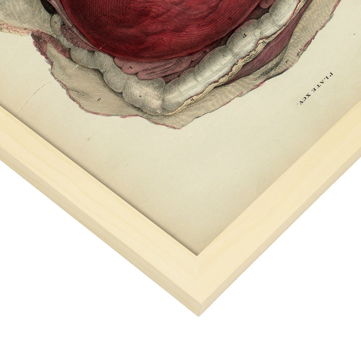 Gravid uterus-Artwork-Nacnic-Nacnic Estudio SL