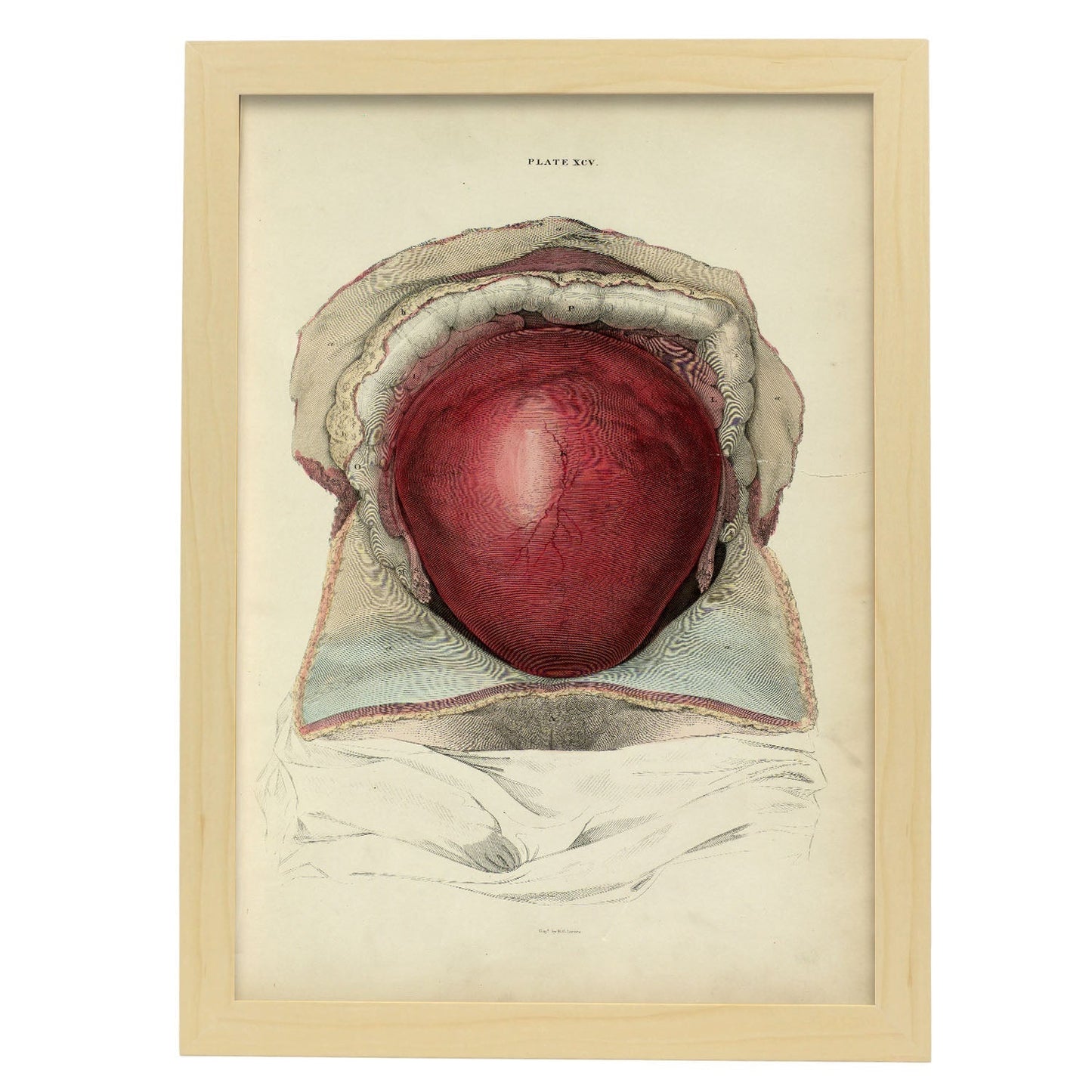 Gravid uterus-Artwork-Nacnic-A3-Marco Madera clara-Nacnic Estudio SL