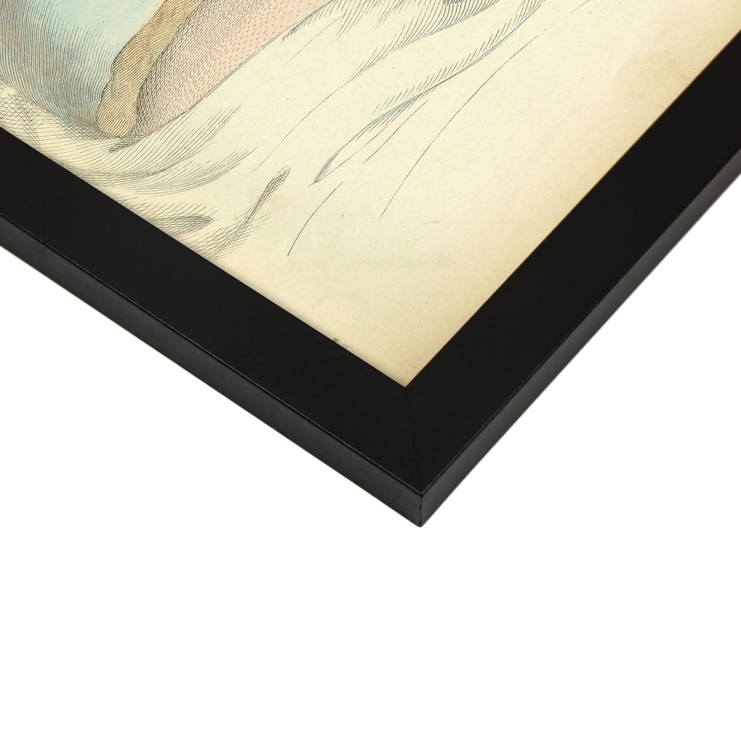 Gravid uterus with fetus-Artwork-Nacnic-Nacnic Estudio SL