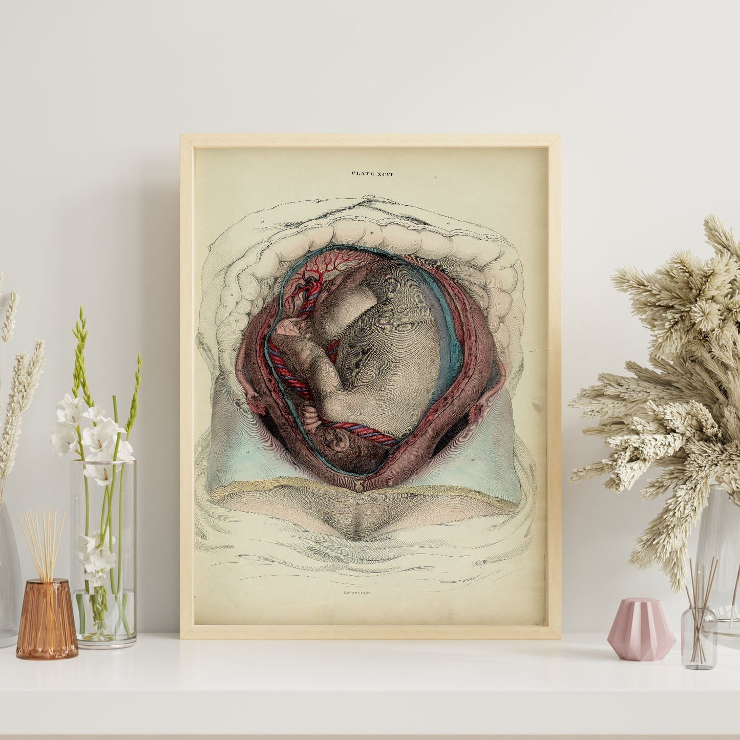 Gravid uterus with fetus-Artwork-Nacnic-Nacnic Estudio SL