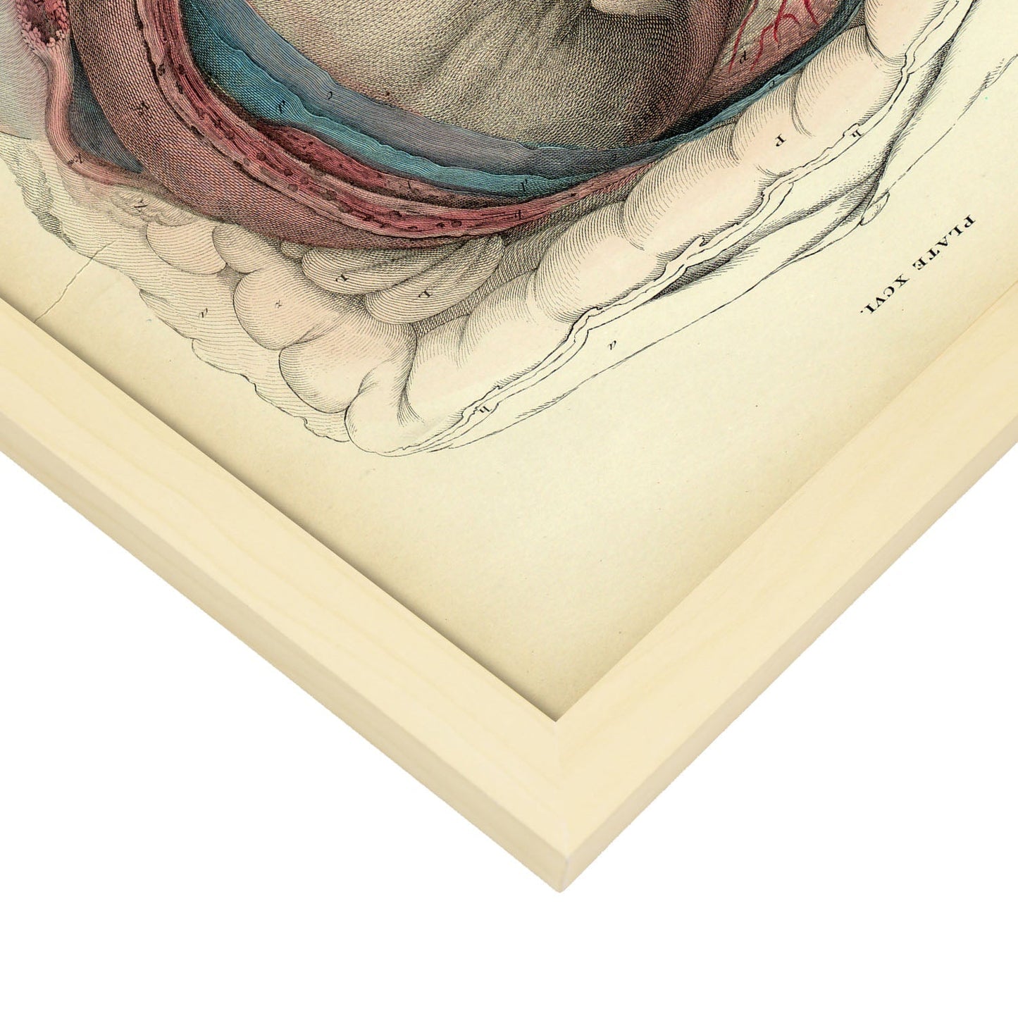 Gravid uterus with fetus-Artwork-Nacnic-Nacnic Estudio SL