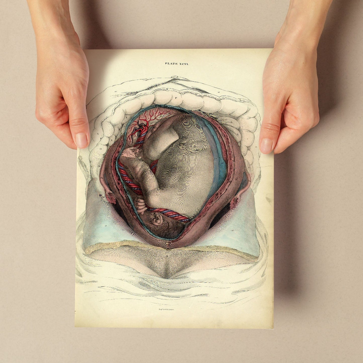 Gravid uterus with fetus-Artwork-Nacnic-Nacnic Estudio SL