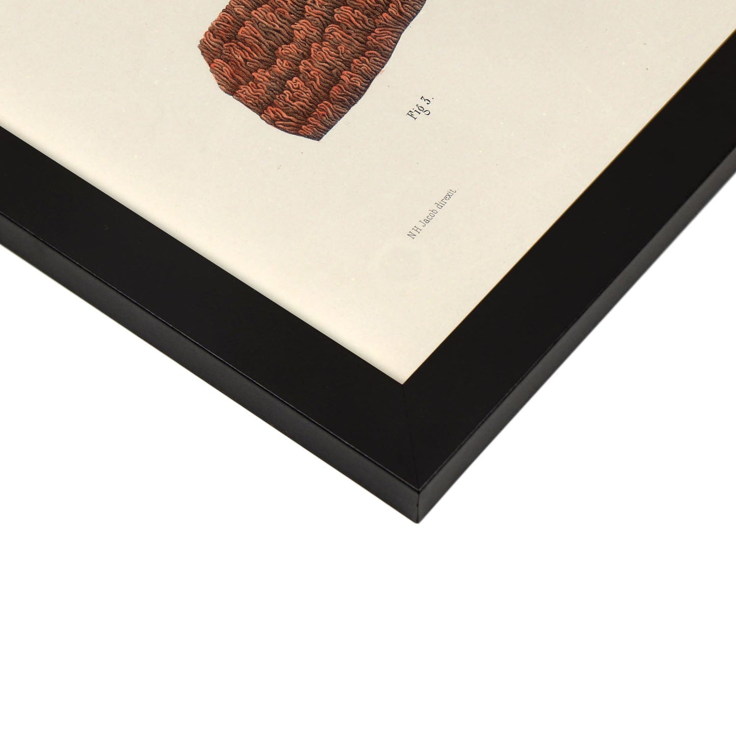 Hair follicles and sebaceous glands-Artwork-Nacnic-Nacnic Estudio SL