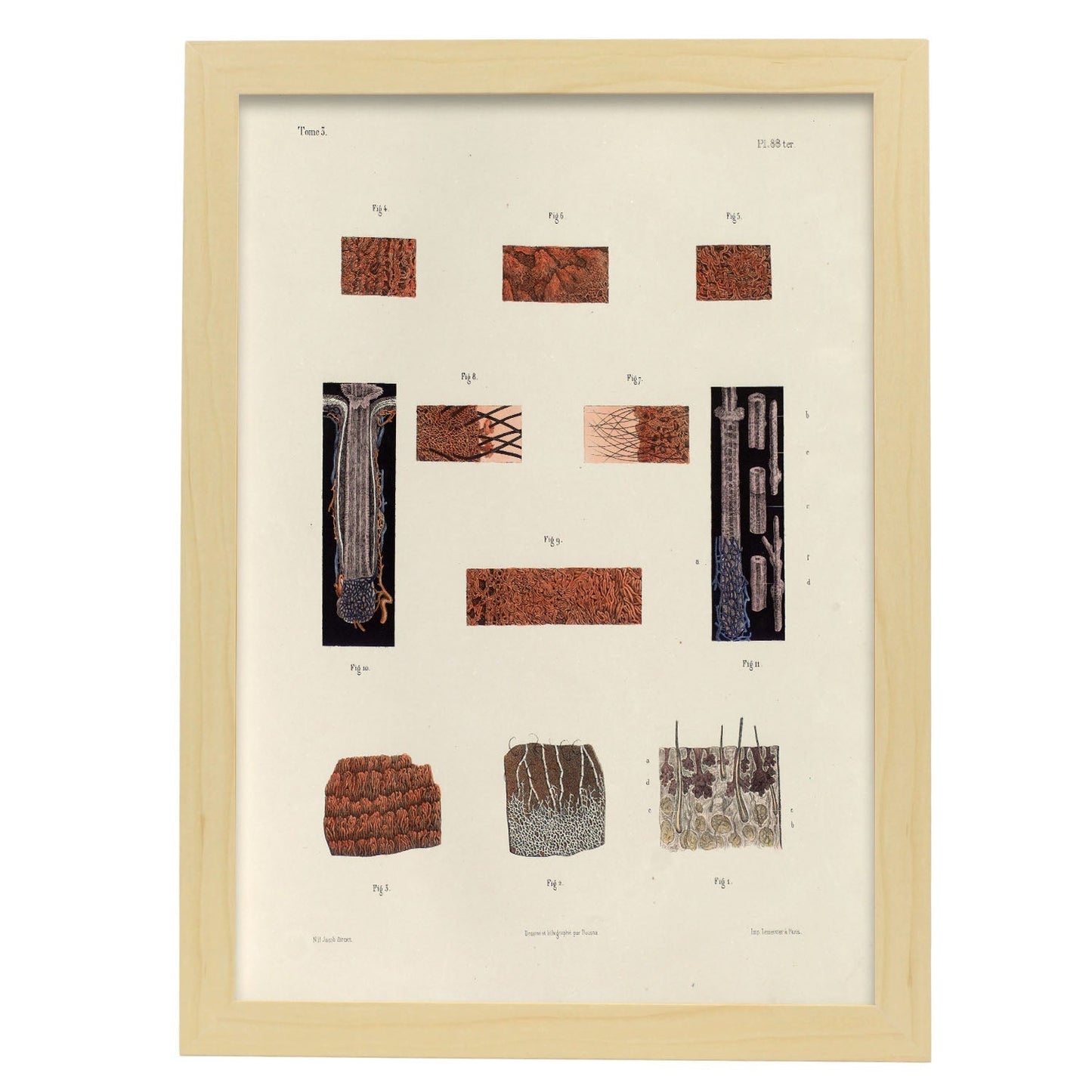 Hair follicles and sebaceous glands-Artwork-Nacnic-A3-Marco Madera clara-Nacnic Estudio SL