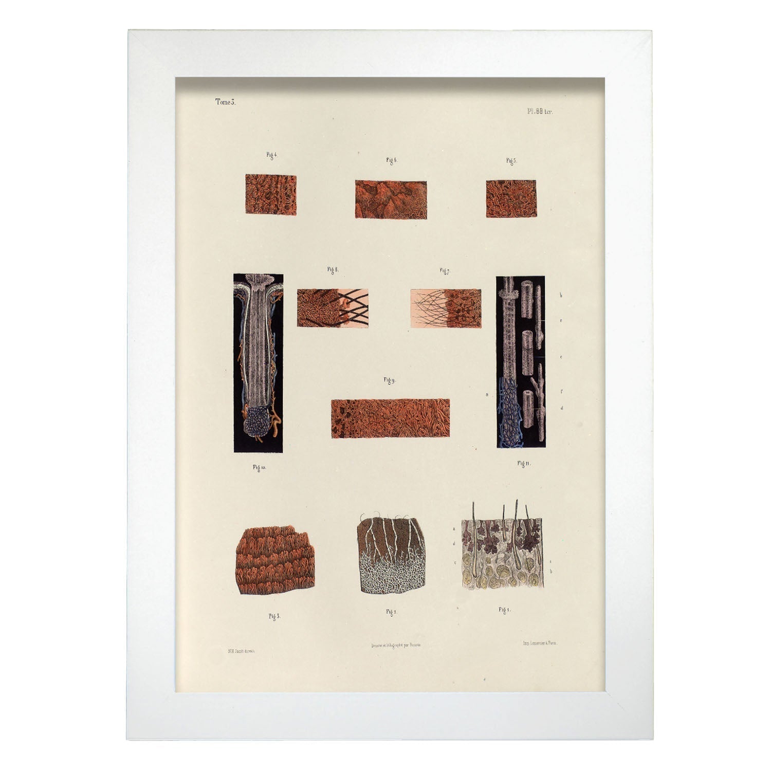 Hair follicles and sebaceous glands-Artwork-Nacnic-A4-Marco Blanco-Nacnic Estudio SL