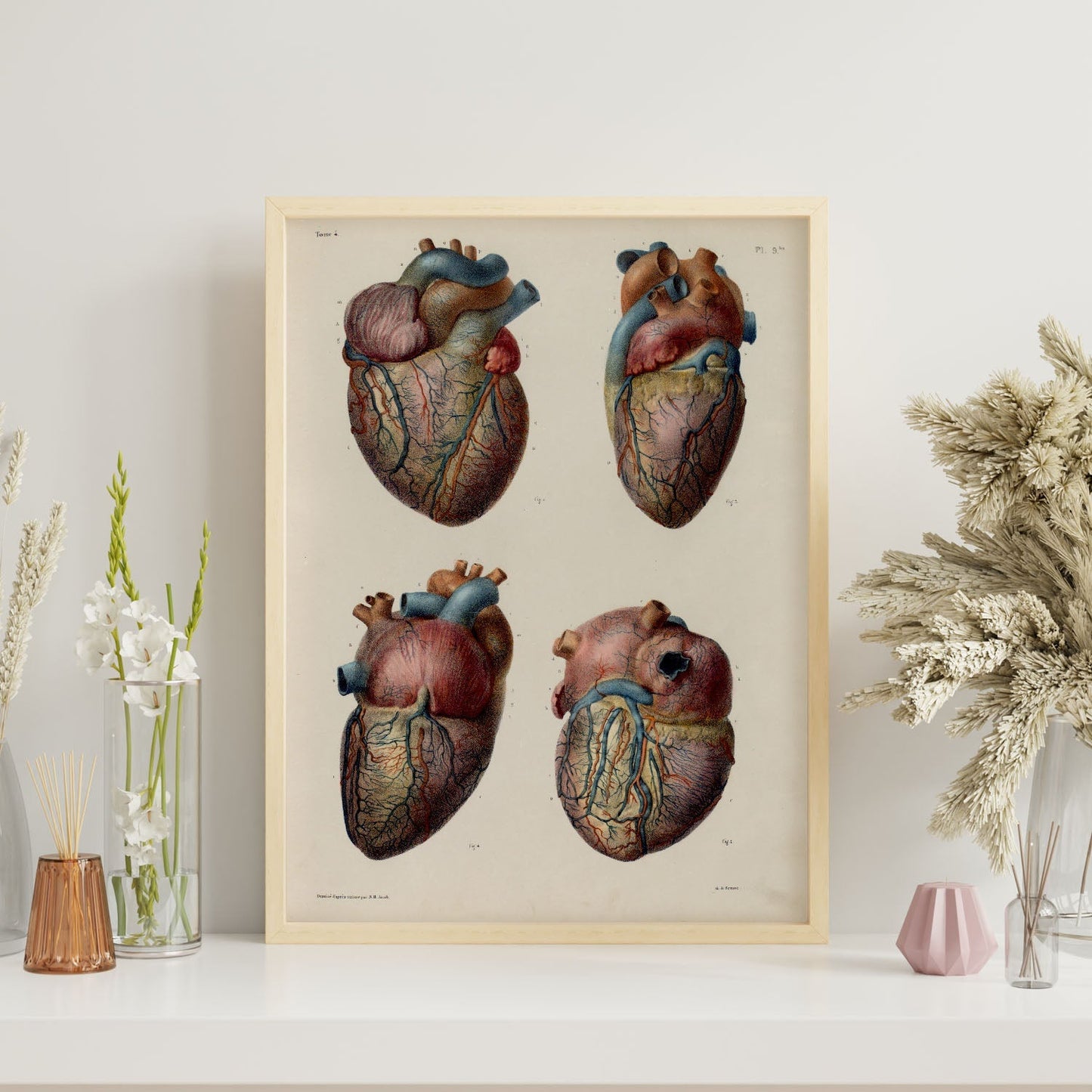 Heart and coronary arteries and veins-Artwork-Nacnic-Nacnic Estudio SL