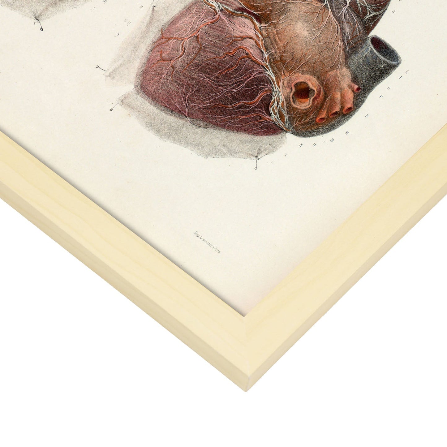 Heart and vagus nerve-Artwork-Nacnic-Nacnic Estudio SL