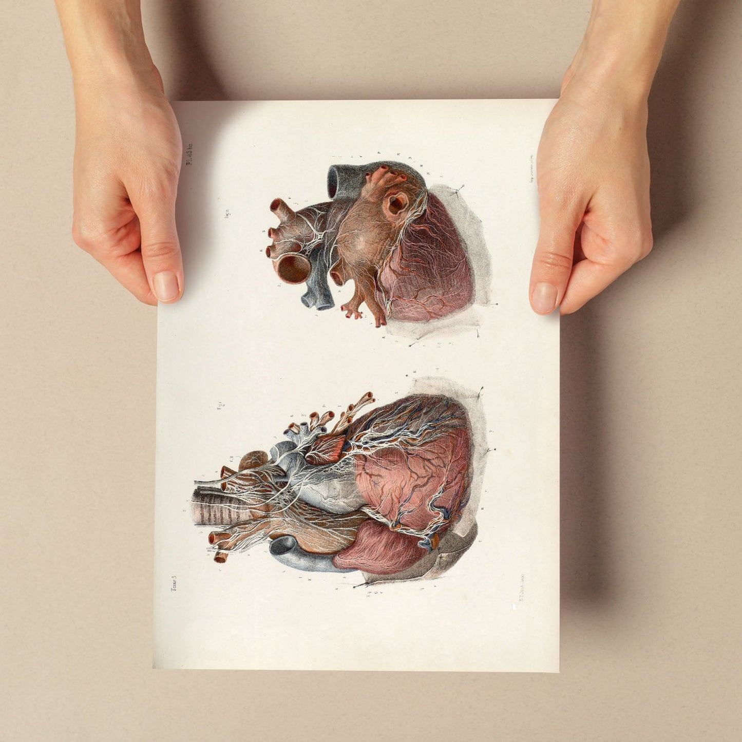 Heart and vagus nerve-Artwork-Nacnic-Nacnic Estudio SL