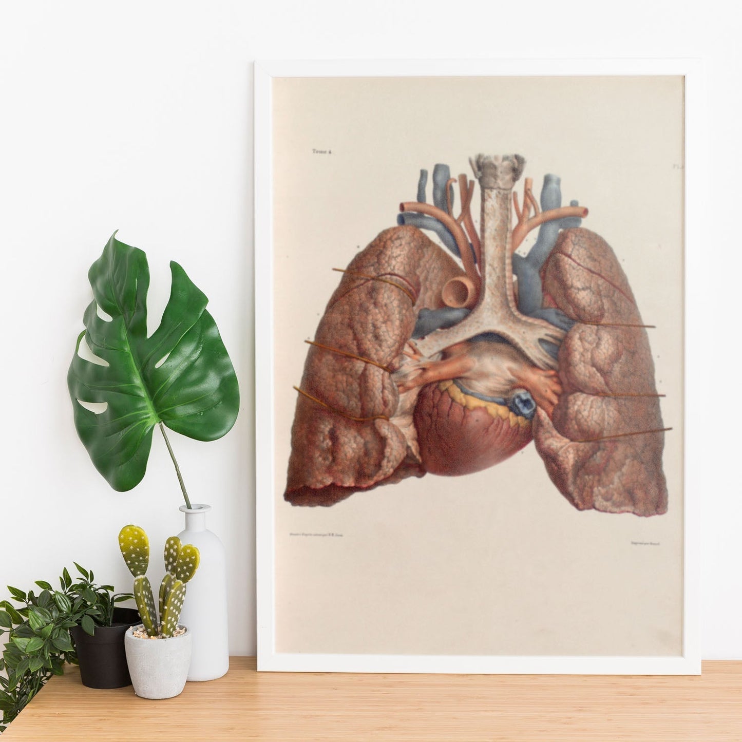 Heart, lungs, trachea and laryngeal cartilages-Artwork-Nacnic-Nacnic Estudio SL