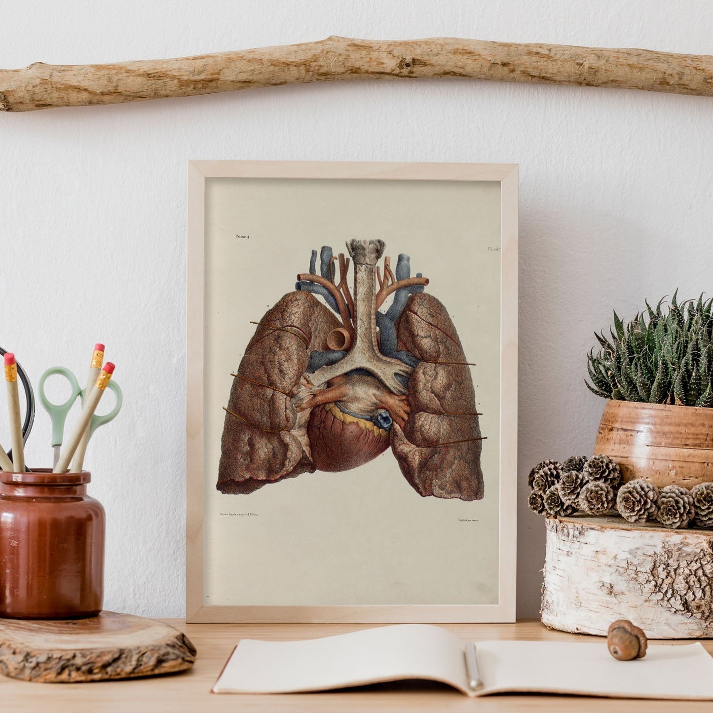Heart, lungs, trachea and laryngeal cartilages-Artwork-Nacnic-Nacnic Estudio SL