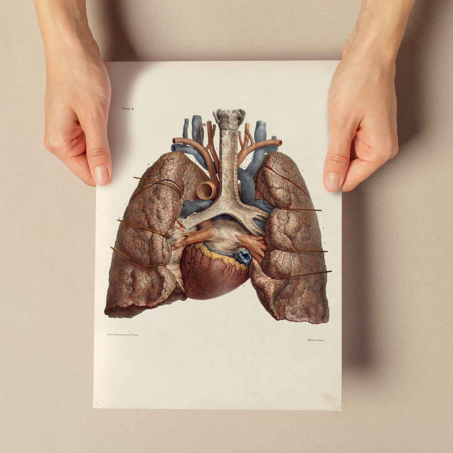 Heart, lungs, trachea and laryngeal cartilages-Artwork-Nacnic-Nacnic Estudio SL