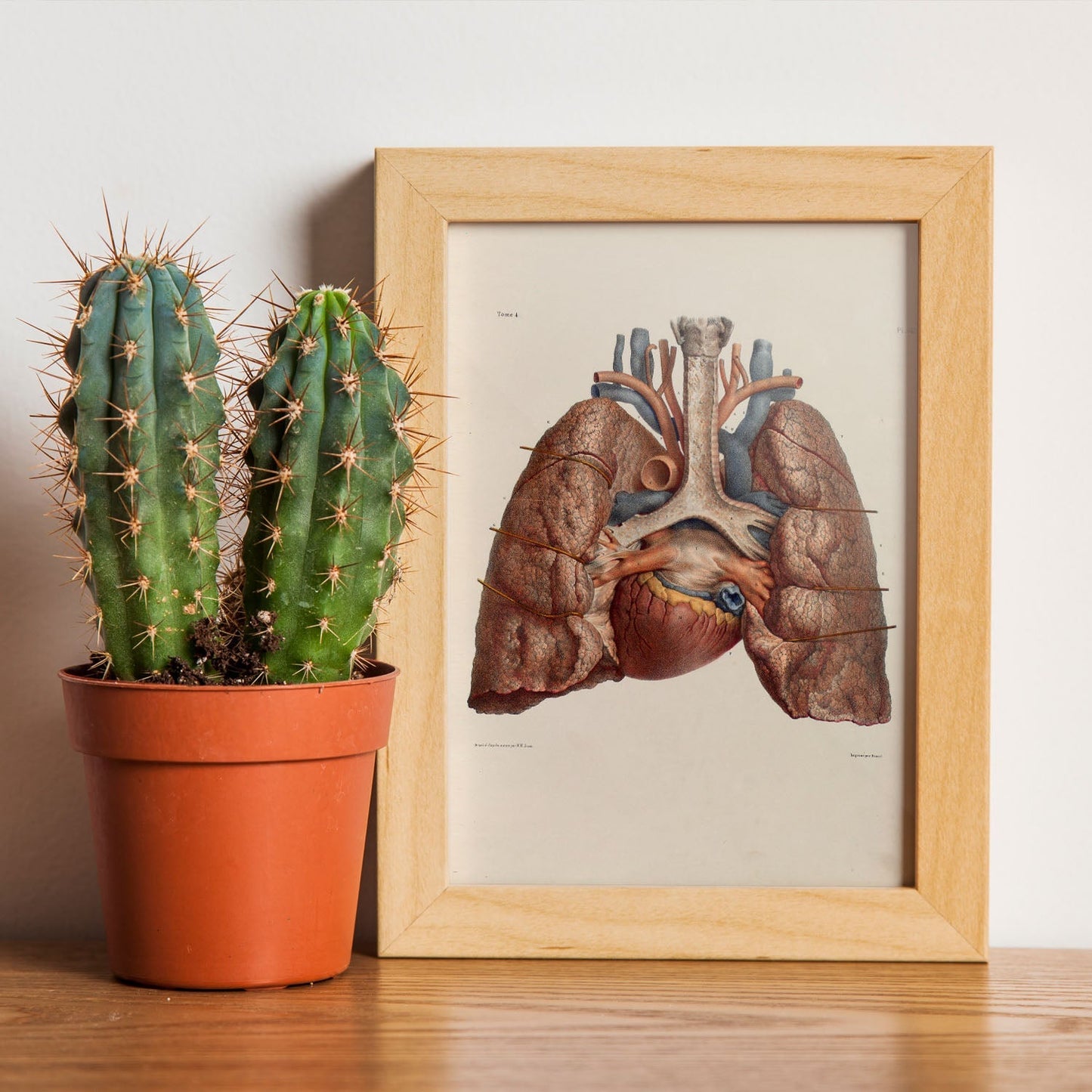 Heart, lungs, trachea and laryngeal cartilages-Artwork-Nacnic-Nacnic Estudio SL