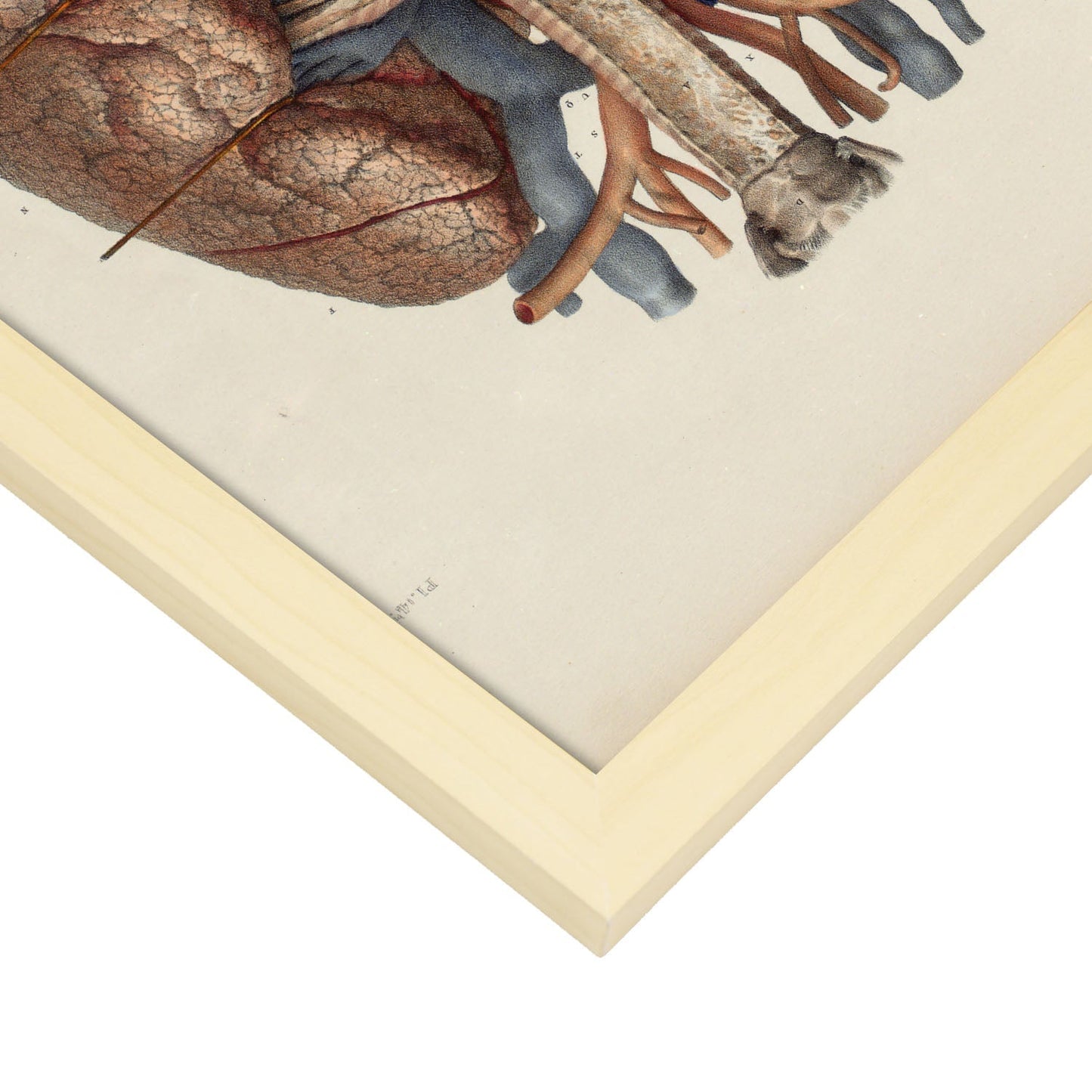 Heart, lungs, trachea and laryngeal cartilages-Artwork-Nacnic-Nacnic Estudio SL