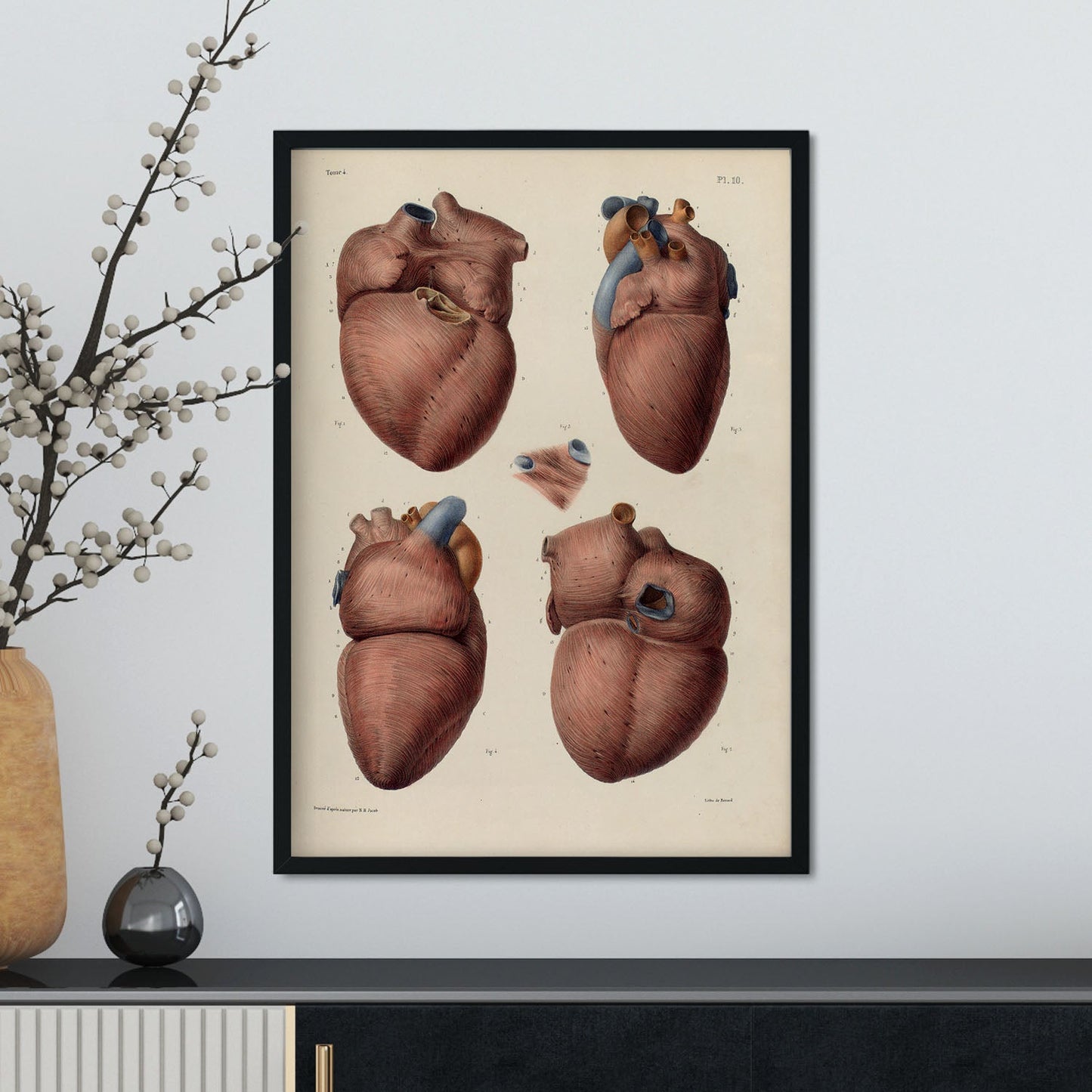 Heart, myocardium-Artwork-Nacnic-Nacnic Estudio SL