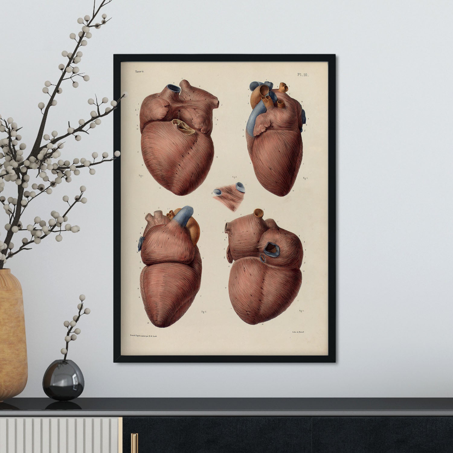 Heart, myocardium-Artwork-Nacnic-Nacnic Estudio SL