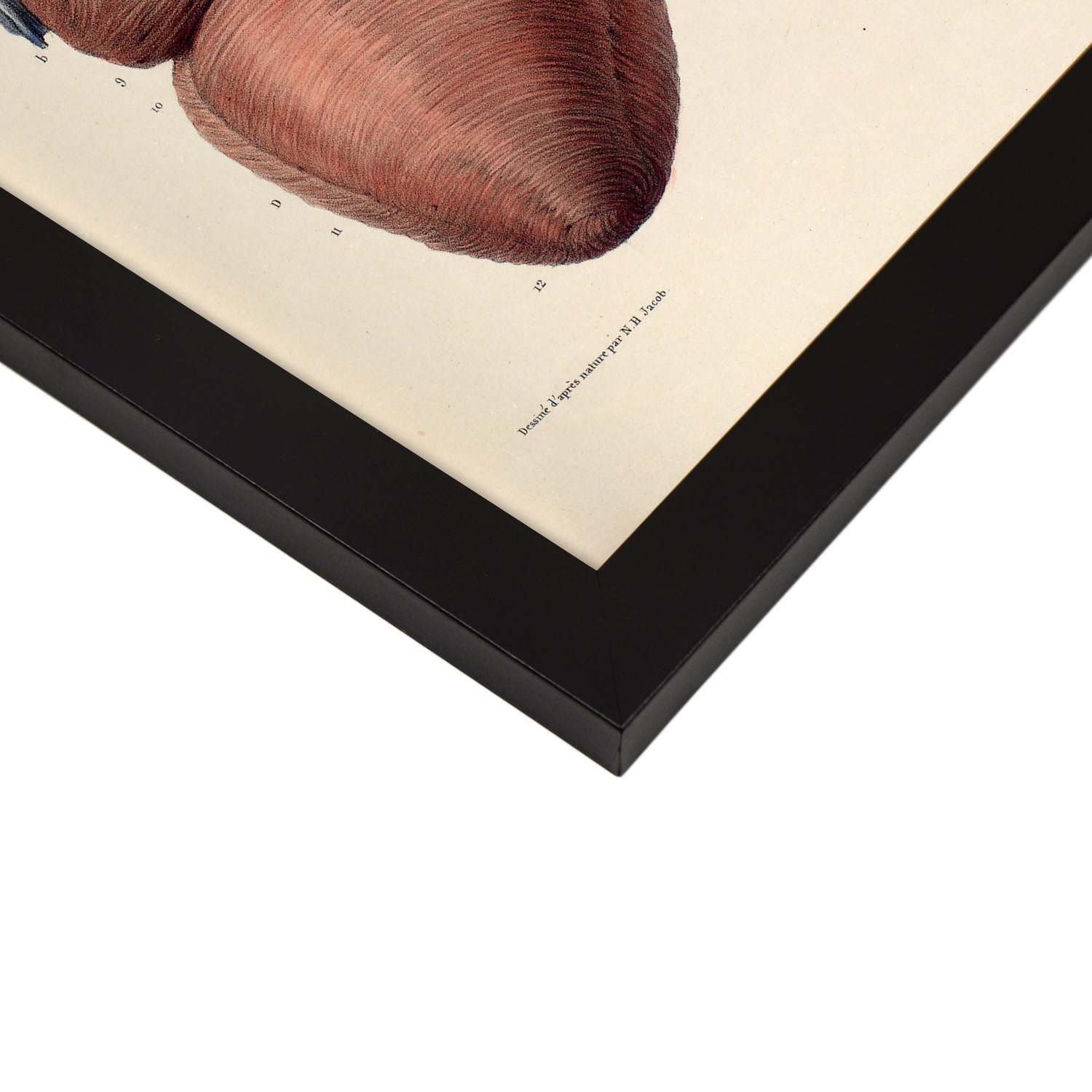 Heart, myocardium-Artwork-Nacnic-Nacnic Estudio SL