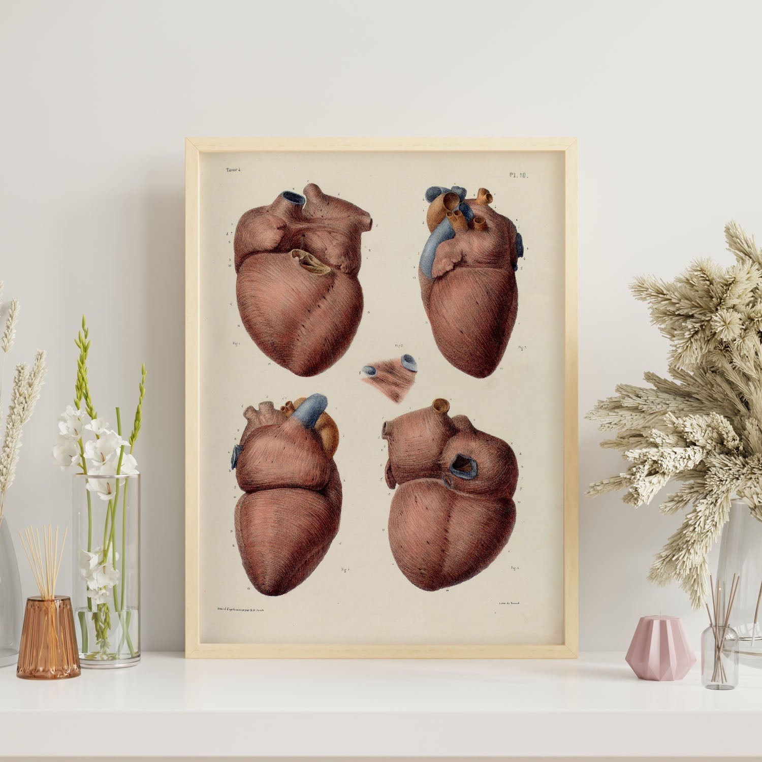 Heart, myocardium-Artwork-Nacnic-Nacnic Estudio SL