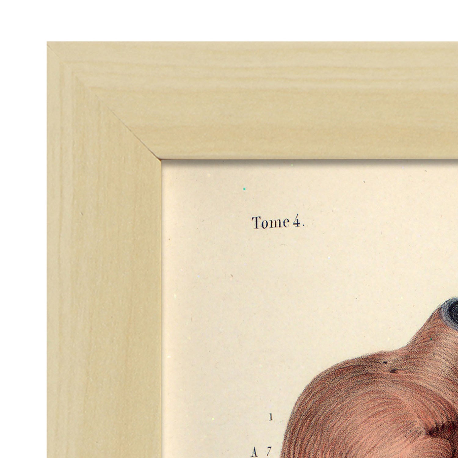 Heart, myocardium-Artwork-Nacnic-Nacnic Estudio SL