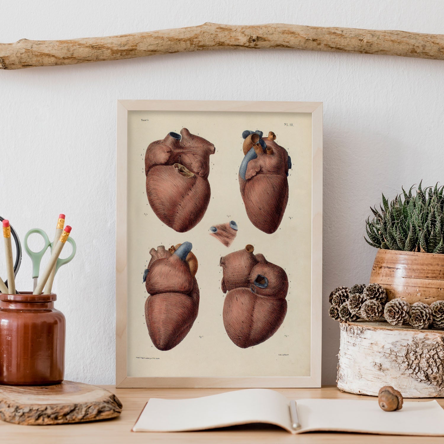 Heart, myocardium-Artwork-Nacnic-Nacnic Estudio SL