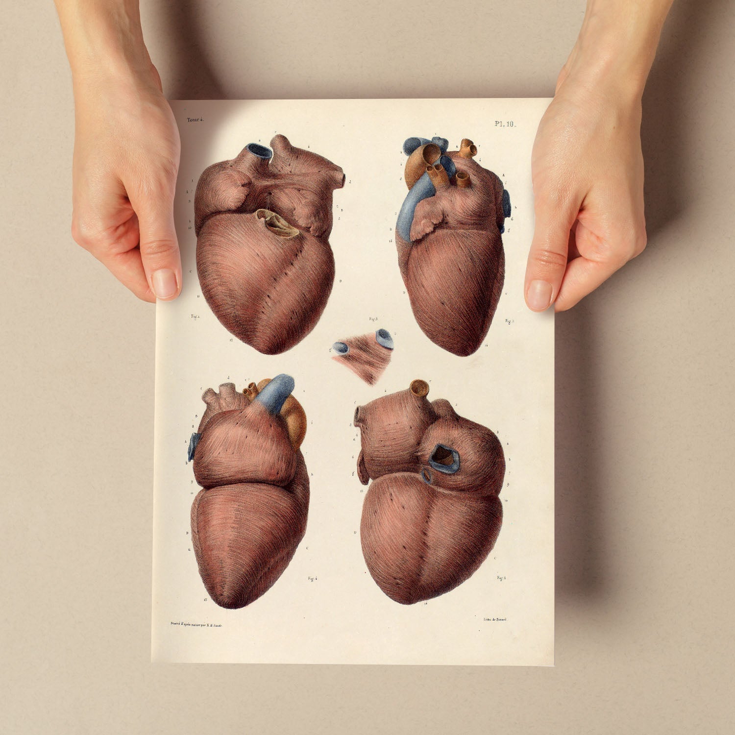 Heart, myocardium-Artwork-Nacnic-Nacnic Estudio SL