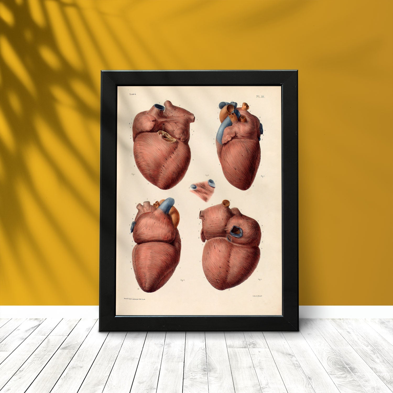 Heart, myocardium-Artwork-Nacnic-Nacnic Estudio SL