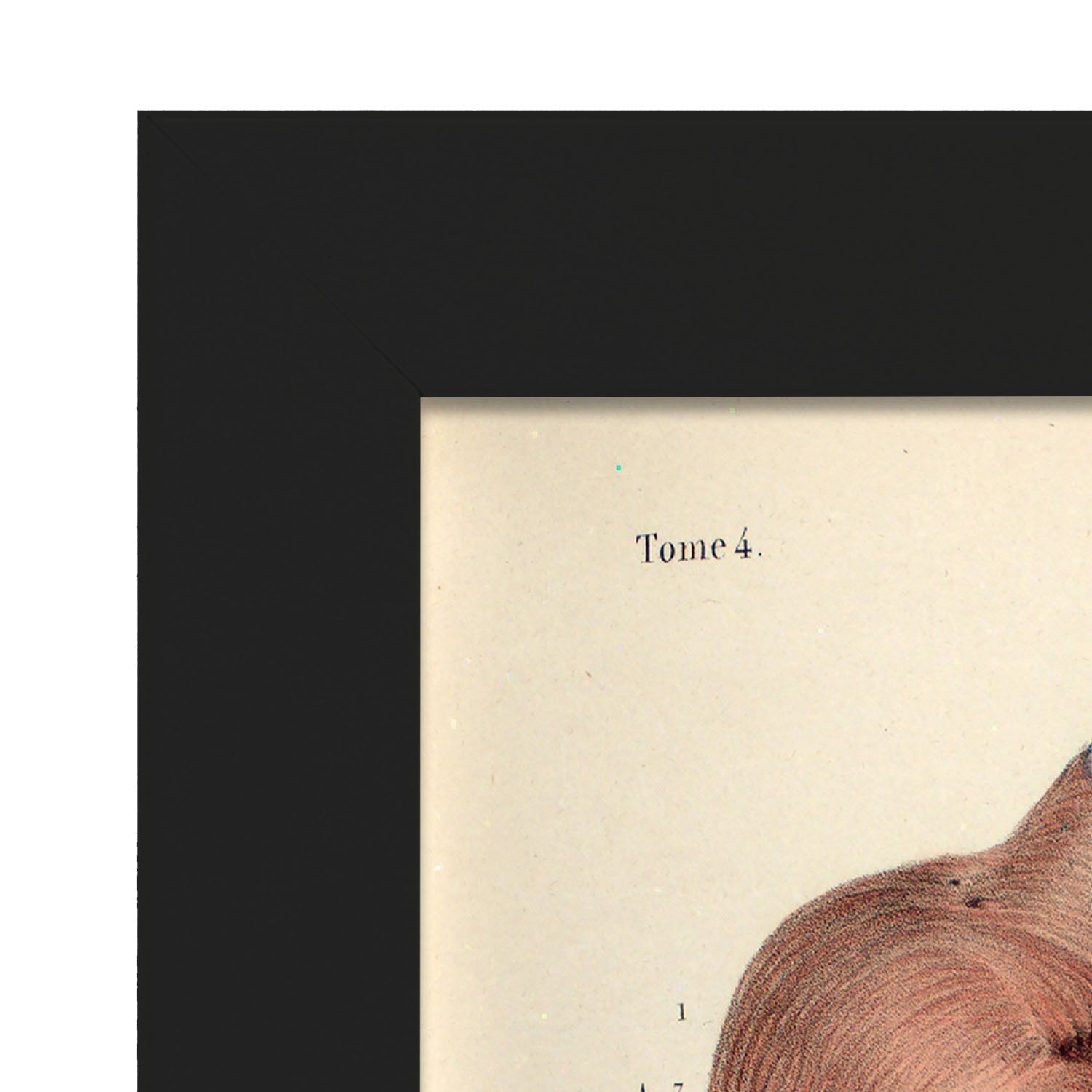 Heart, myocardium-Artwork-Nacnic-Nacnic Estudio SL