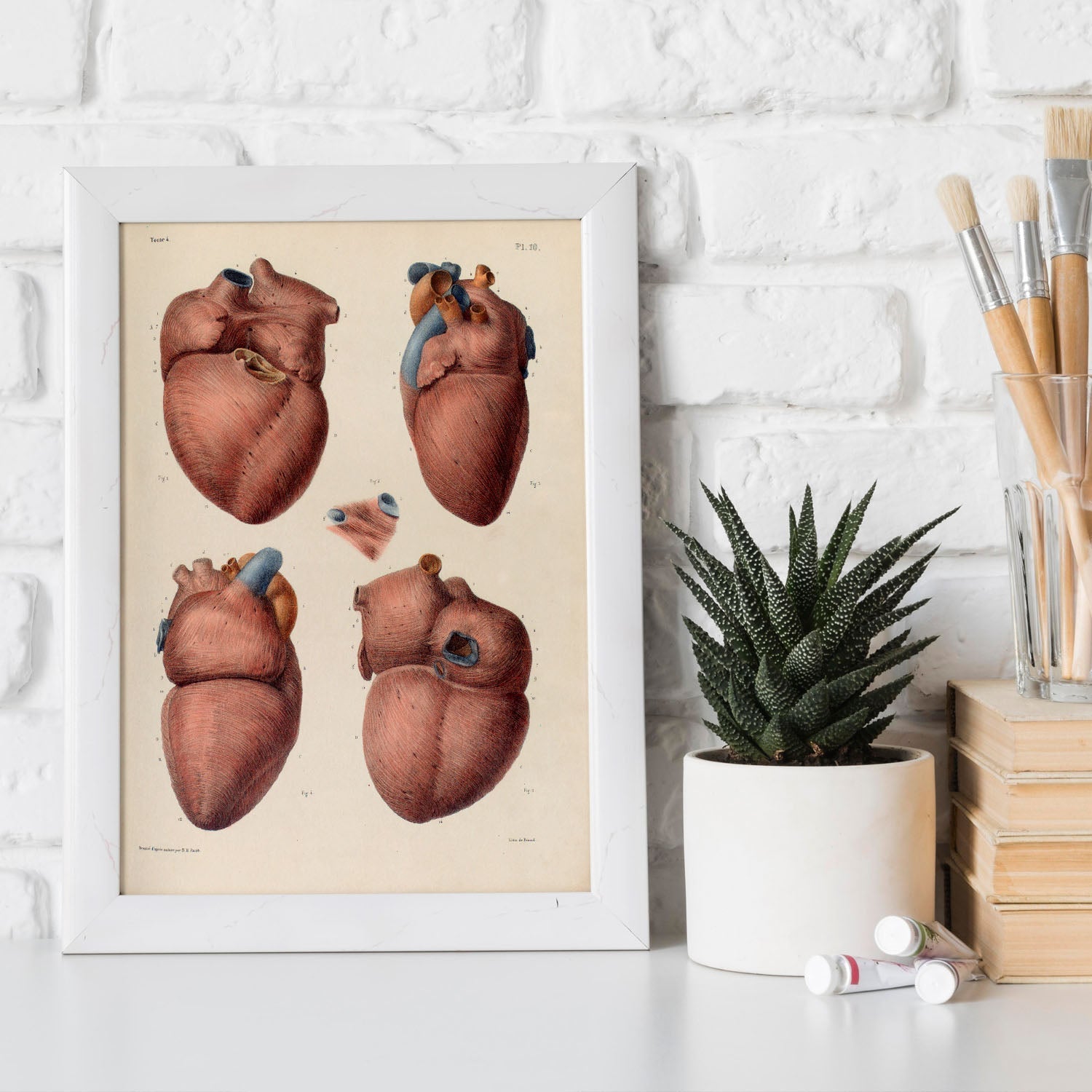 Heart, myocardium-Artwork-Nacnic-Nacnic Estudio SL