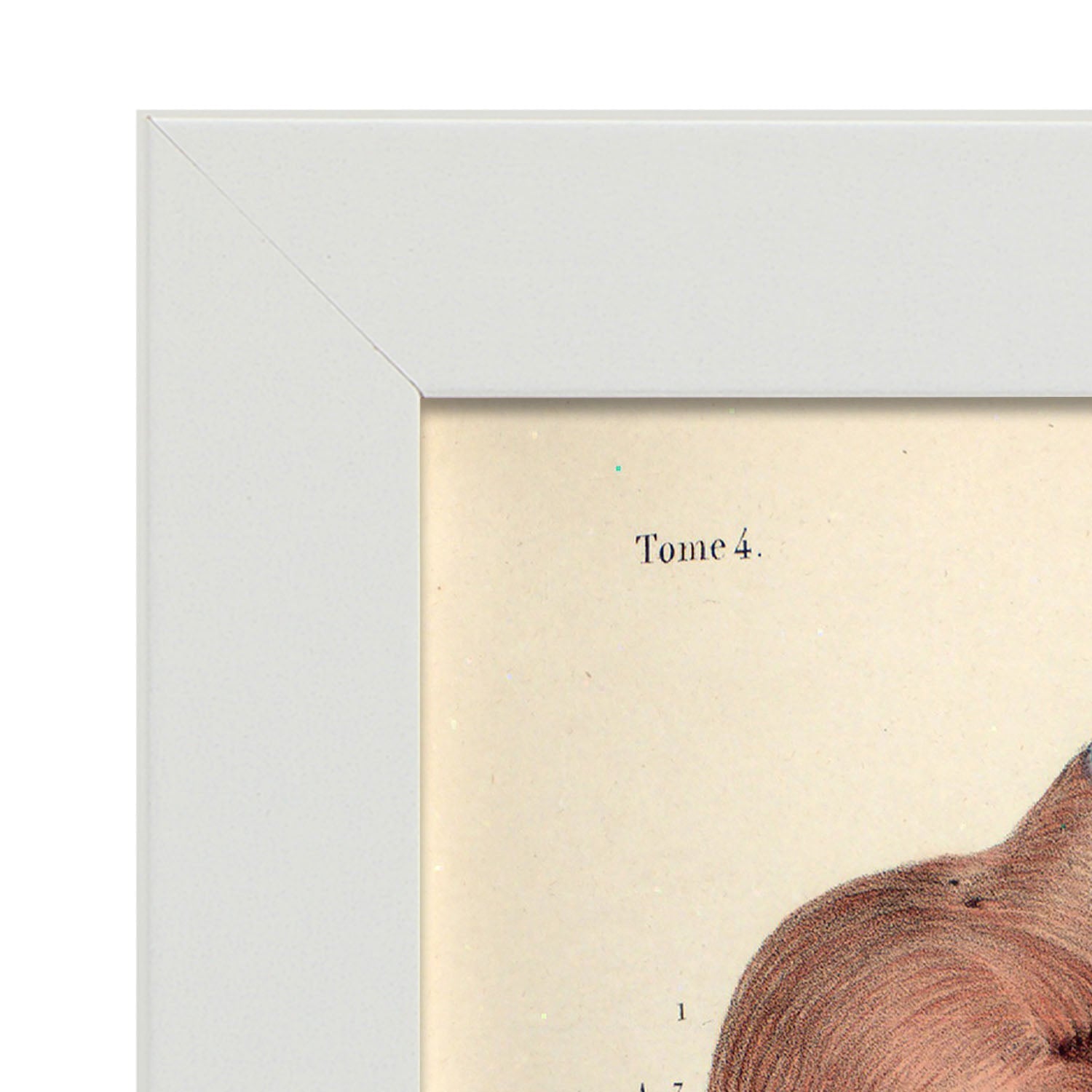 Heart, myocardium-Artwork-Nacnic-Nacnic Estudio SL