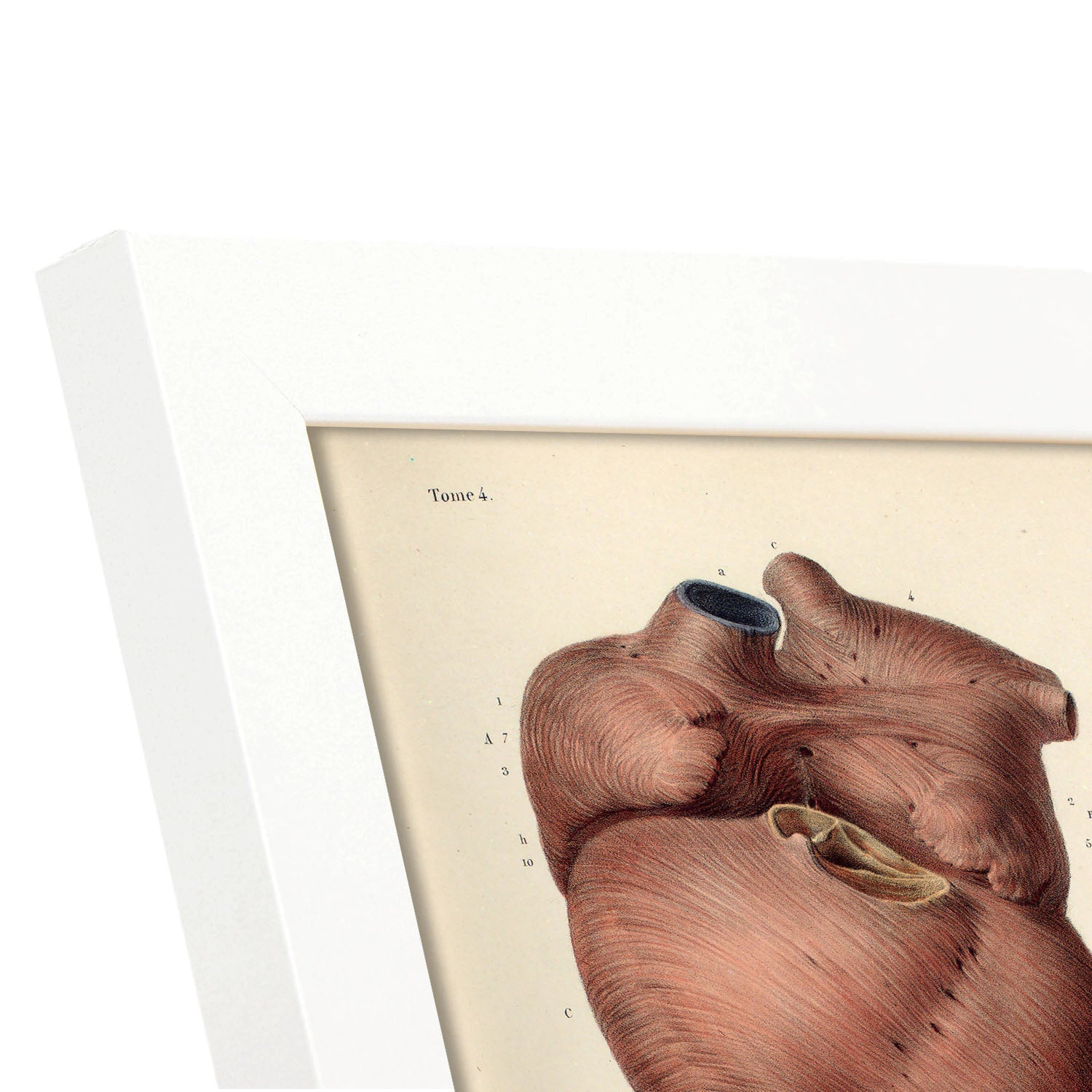 Heart, myocardium-Artwork-Nacnic-Nacnic Estudio SL