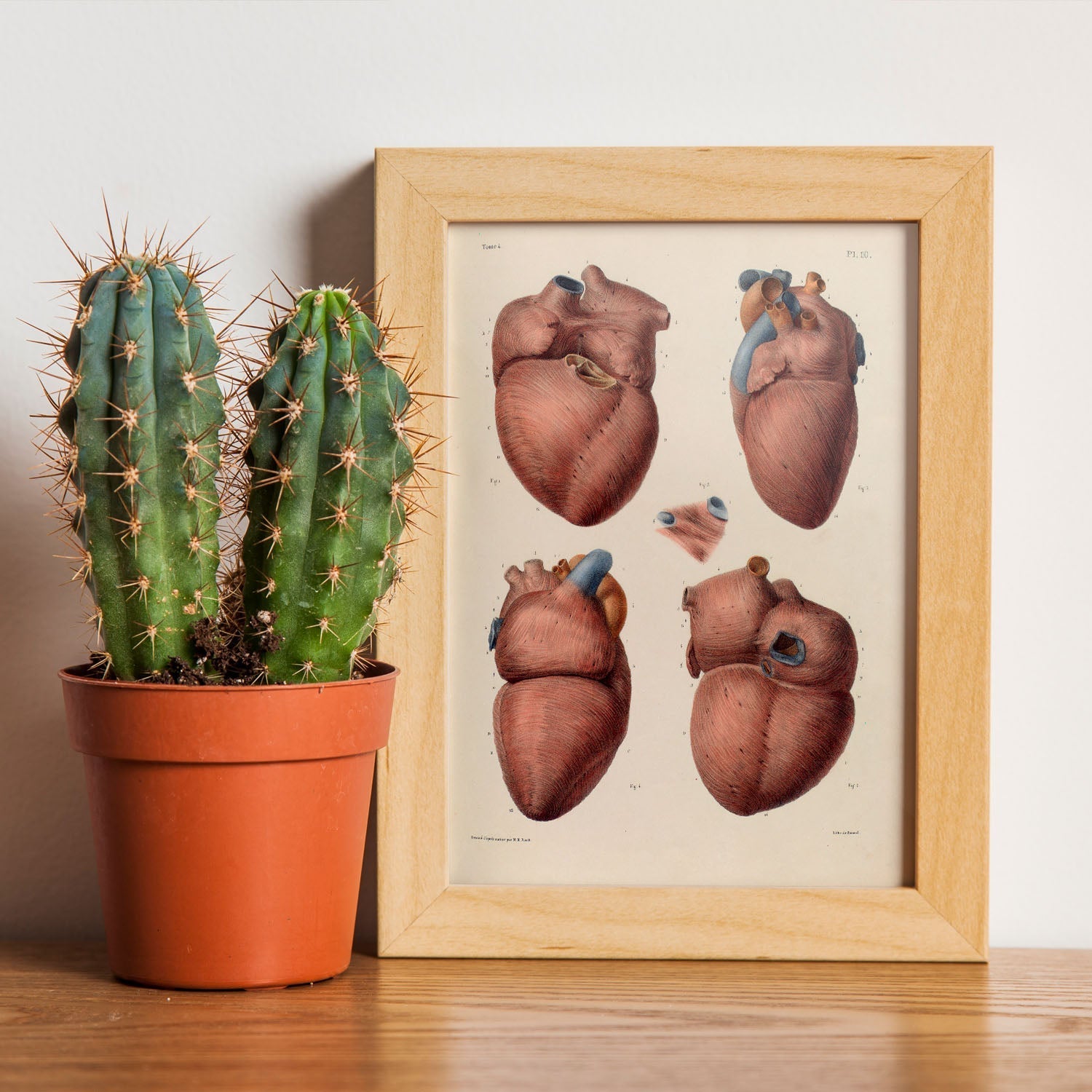 Heart, myocardium-Artwork-Nacnic-Nacnic Estudio SL