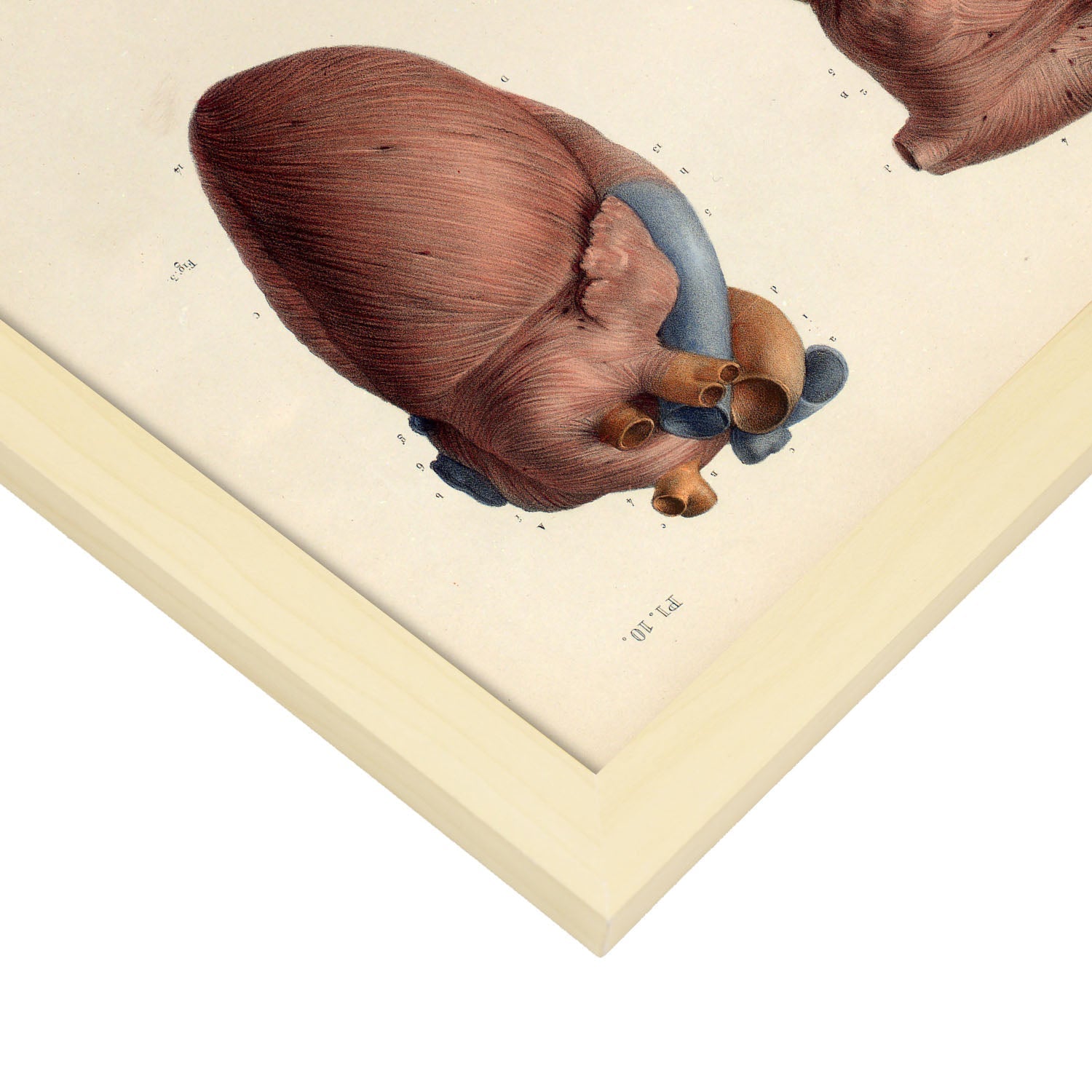 Heart, myocardium-Artwork-Nacnic-Nacnic Estudio SL