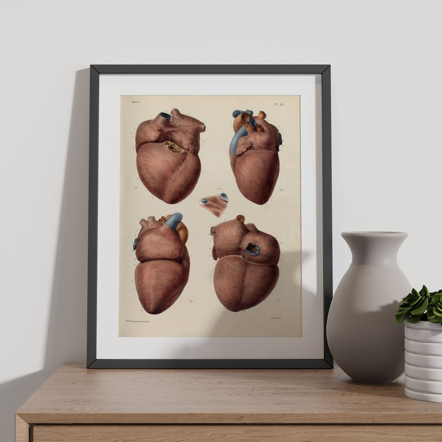 Heart, myocardium-Artwork-Nacnic-Nacnic Estudio SL