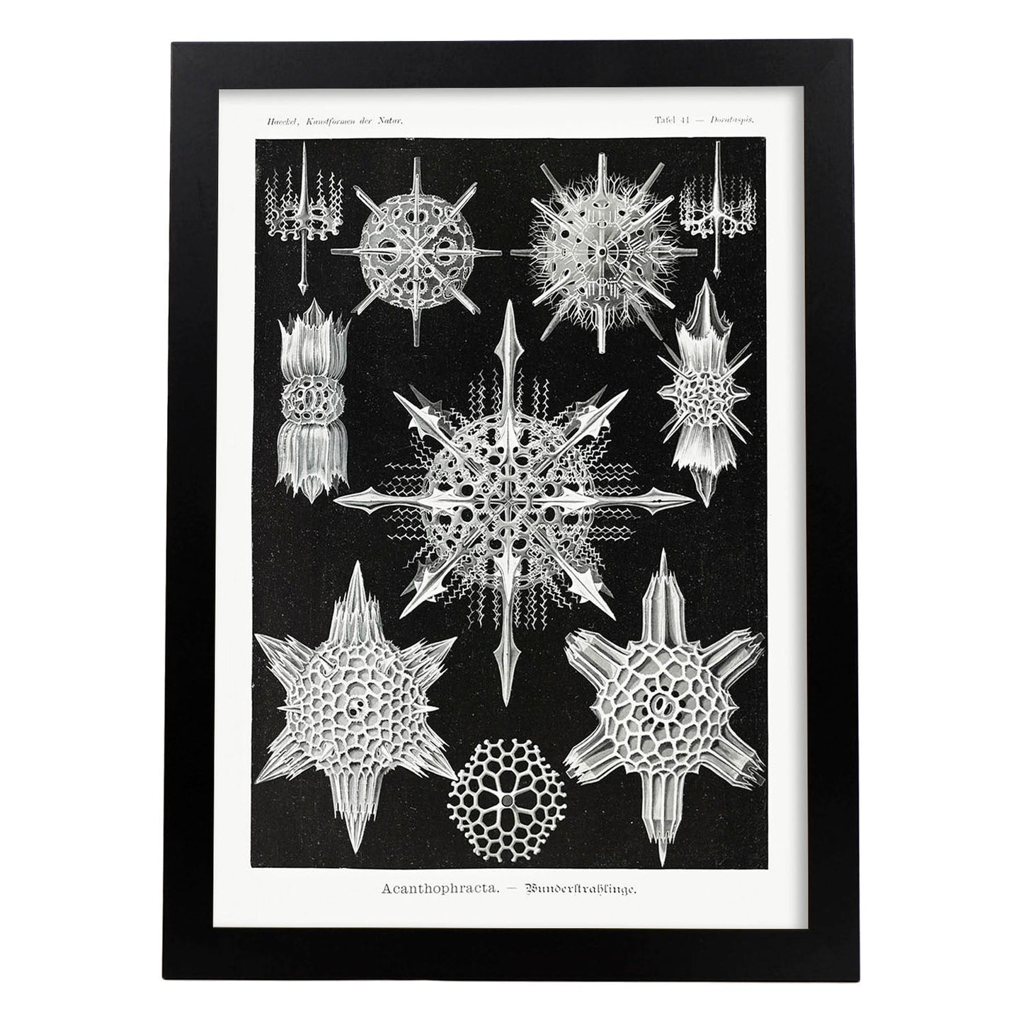 Lamina artistica decorativa con ilustración de Acanthophracta estilo Vintage-Artwork-Nacnic-A3-Marco Negro-Nacnic Estudio SL