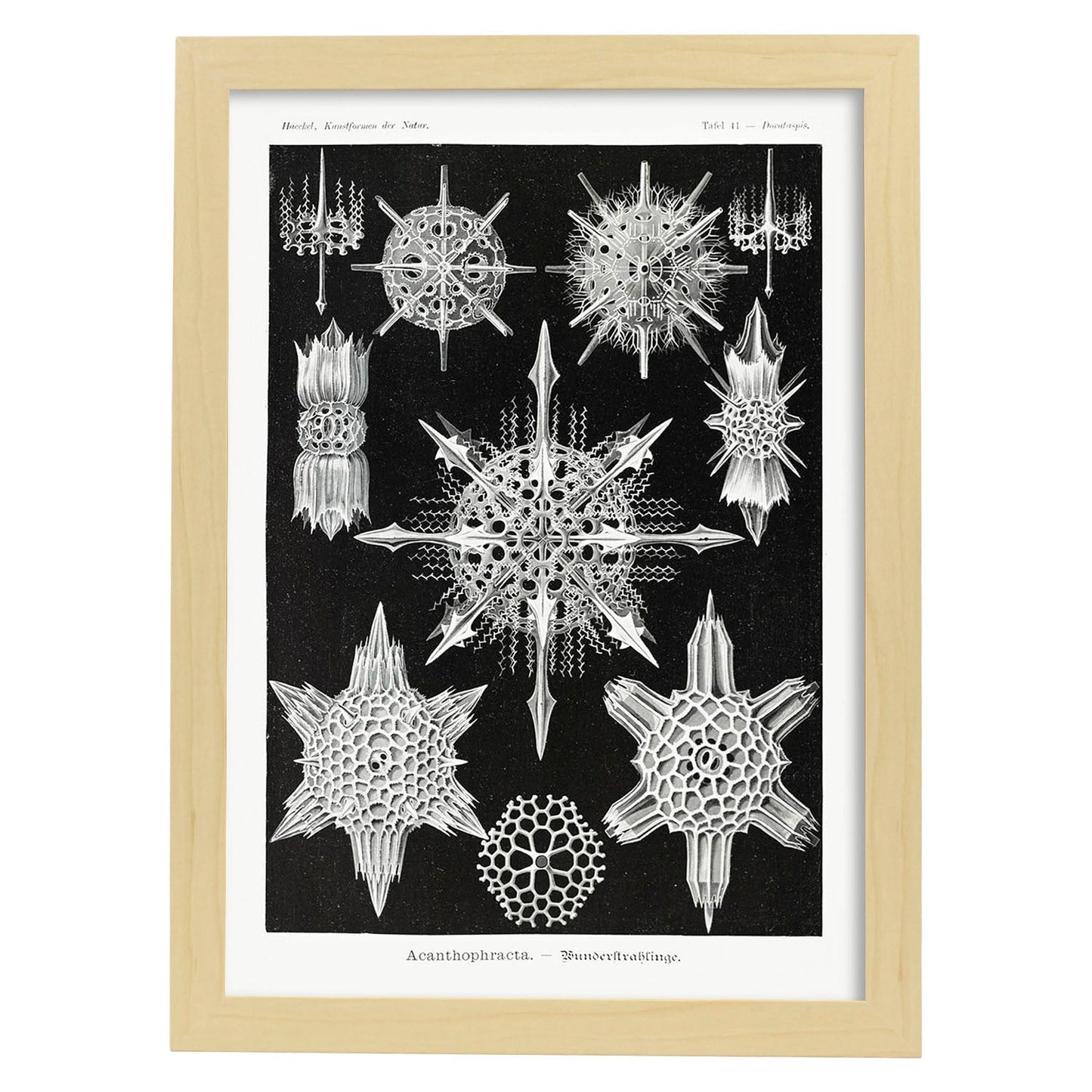 Lamina artistica decorativa con ilustración de Acanthophracta estilo Vintage-Artwork-Nacnic-A4-Marco Madera clara-Nacnic Estudio SL
