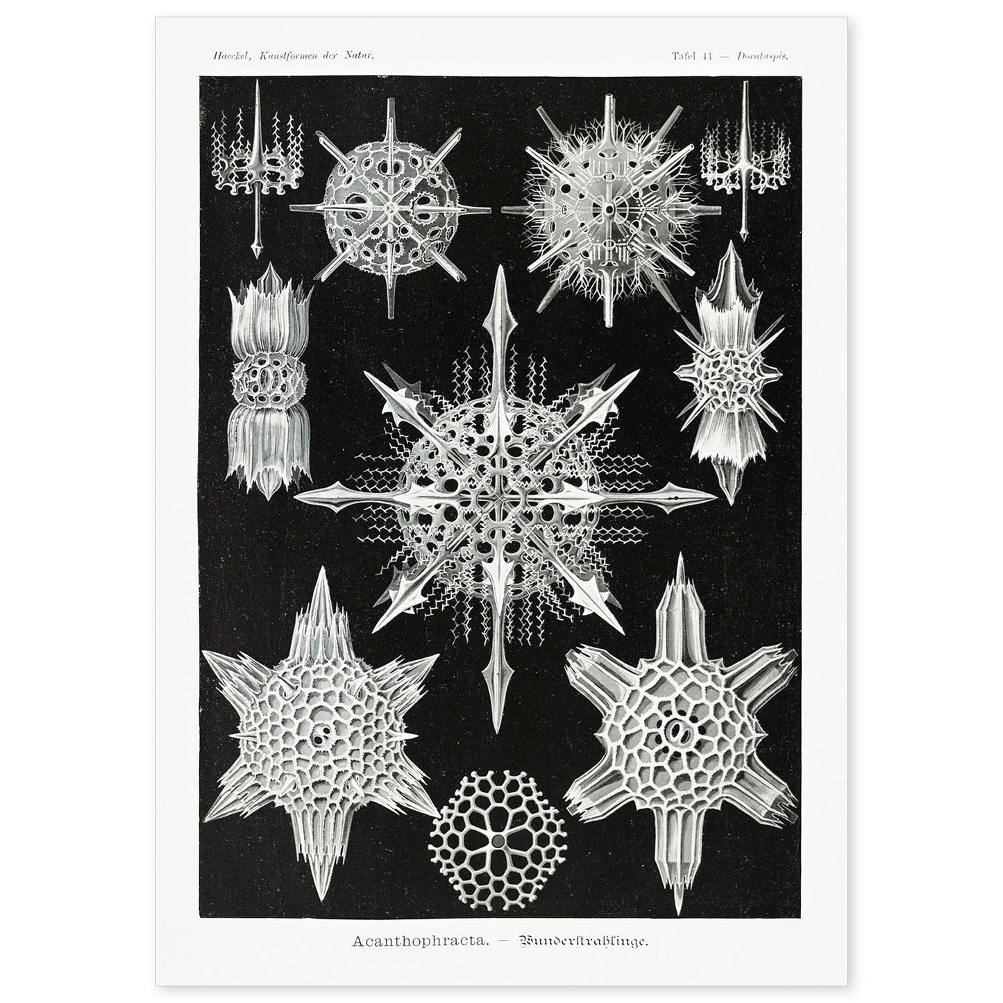 Lamina artistica decorativa con ilustración de Acanthophracta estilo Vintage-Artwork-Nacnic-A4-Sin marco-Nacnic Estudio SL