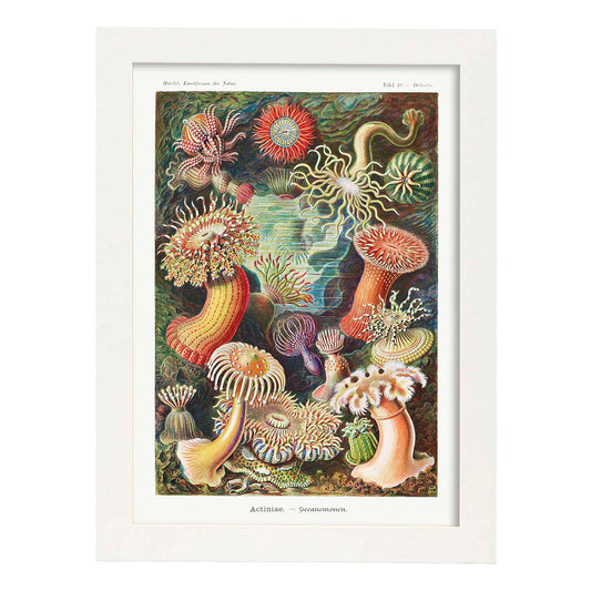 Lamina artistica decorativa con ilustración de Actiniae estilo Vintage-Artwork-Nacnic-A4-Marco Blanco-Nacnic Estudio SL