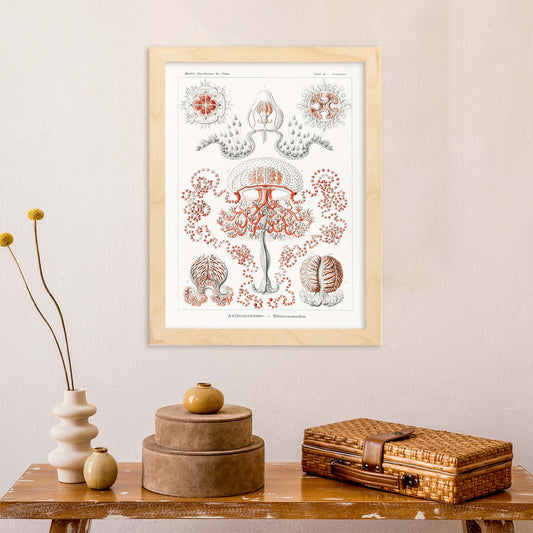 Lamina artistica decorativa con ilustración de AnthomedUSEAJPG estilo Vintage-Artwork-Nacnic-Nacnic Estudio SL