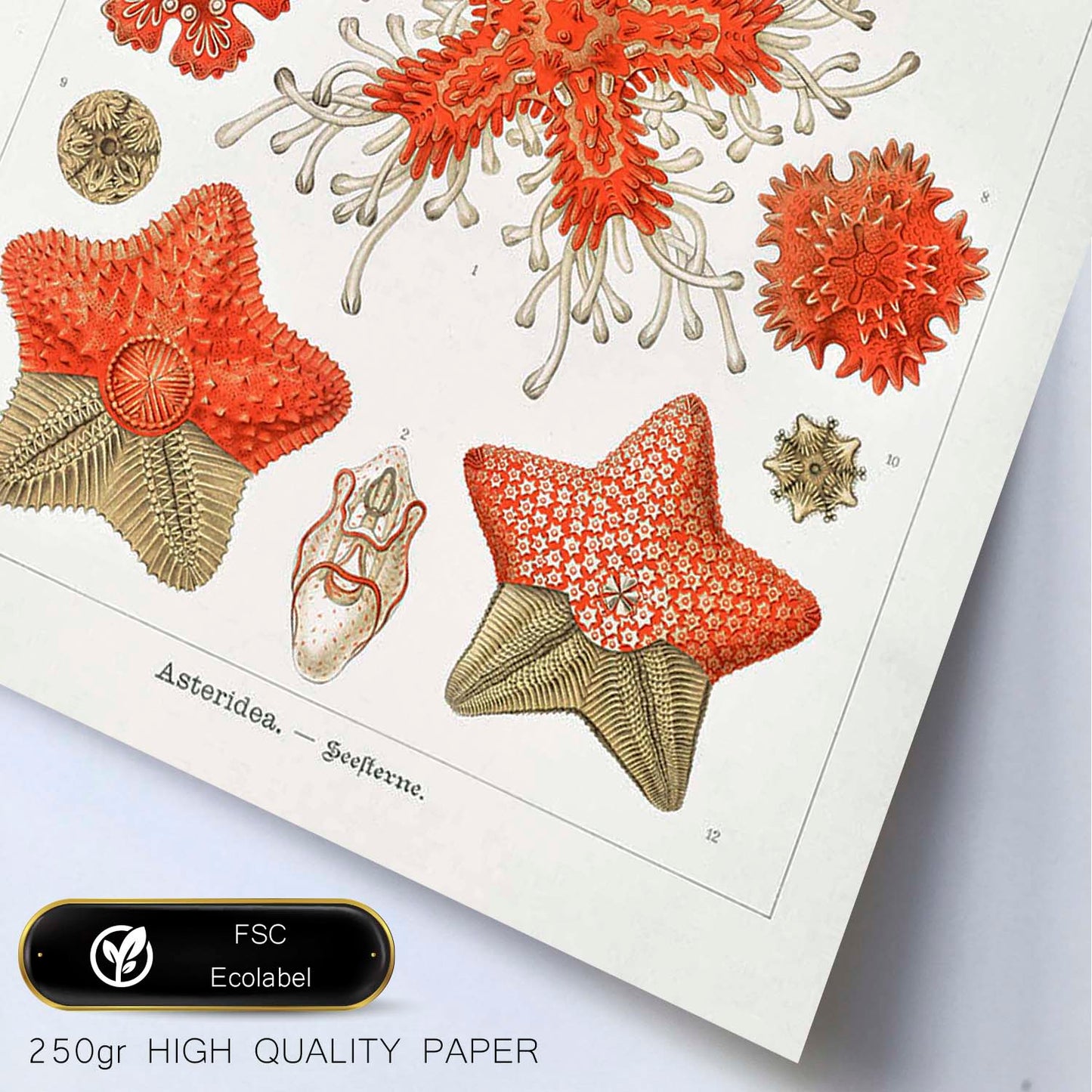 Lamina artistica decorativa con ilustración de Asteridea estilo Vintage-Artwork-Nacnic-Nacnic Estudio SL