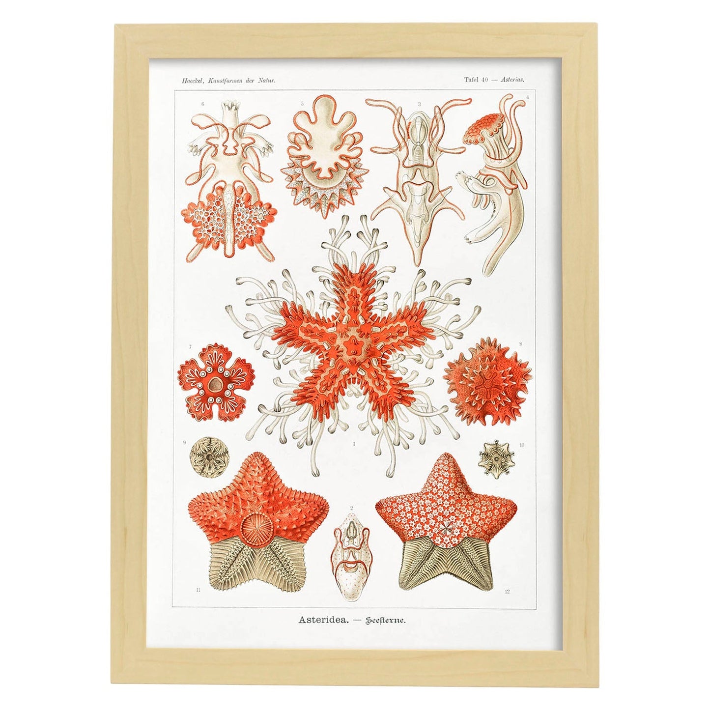Lamina artistica decorativa con ilustración de Asteridea estilo Vintage-Artwork-Nacnic-A3-Marco Madera clara-Nacnic Estudio SL