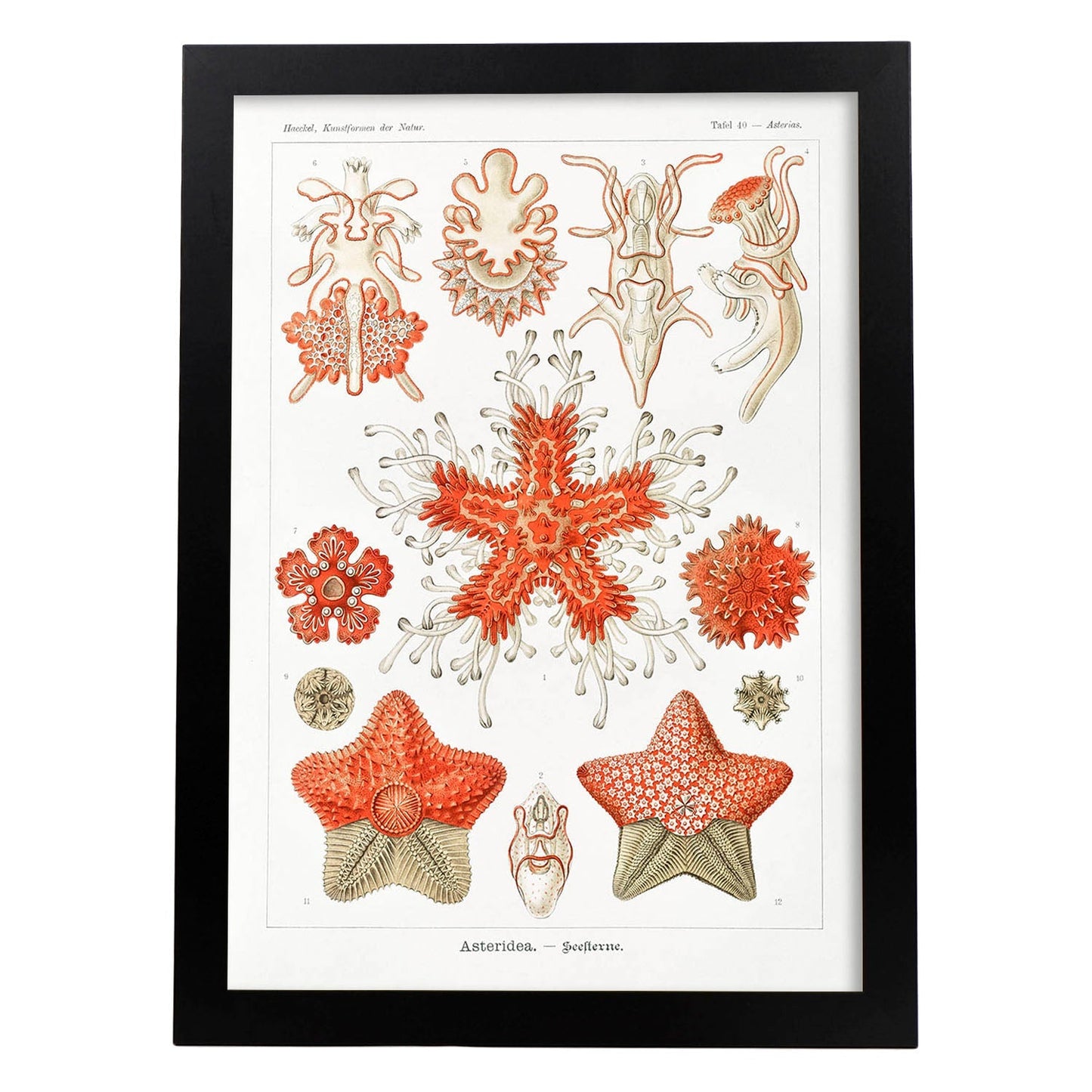 Lamina artistica decorativa con ilustración de Asteridea estilo Vintage-Artwork-Nacnic-A3-Marco Negro-Nacnic Estudio SL