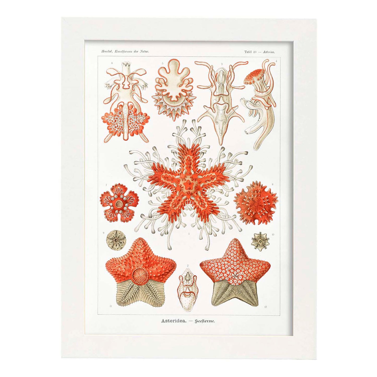 Lamina artistica decorativa con ilustración de Asteridea estilo Vintage-Artwork-Nacnic-A4-Marco Blanco-Nacnic Estudio SL