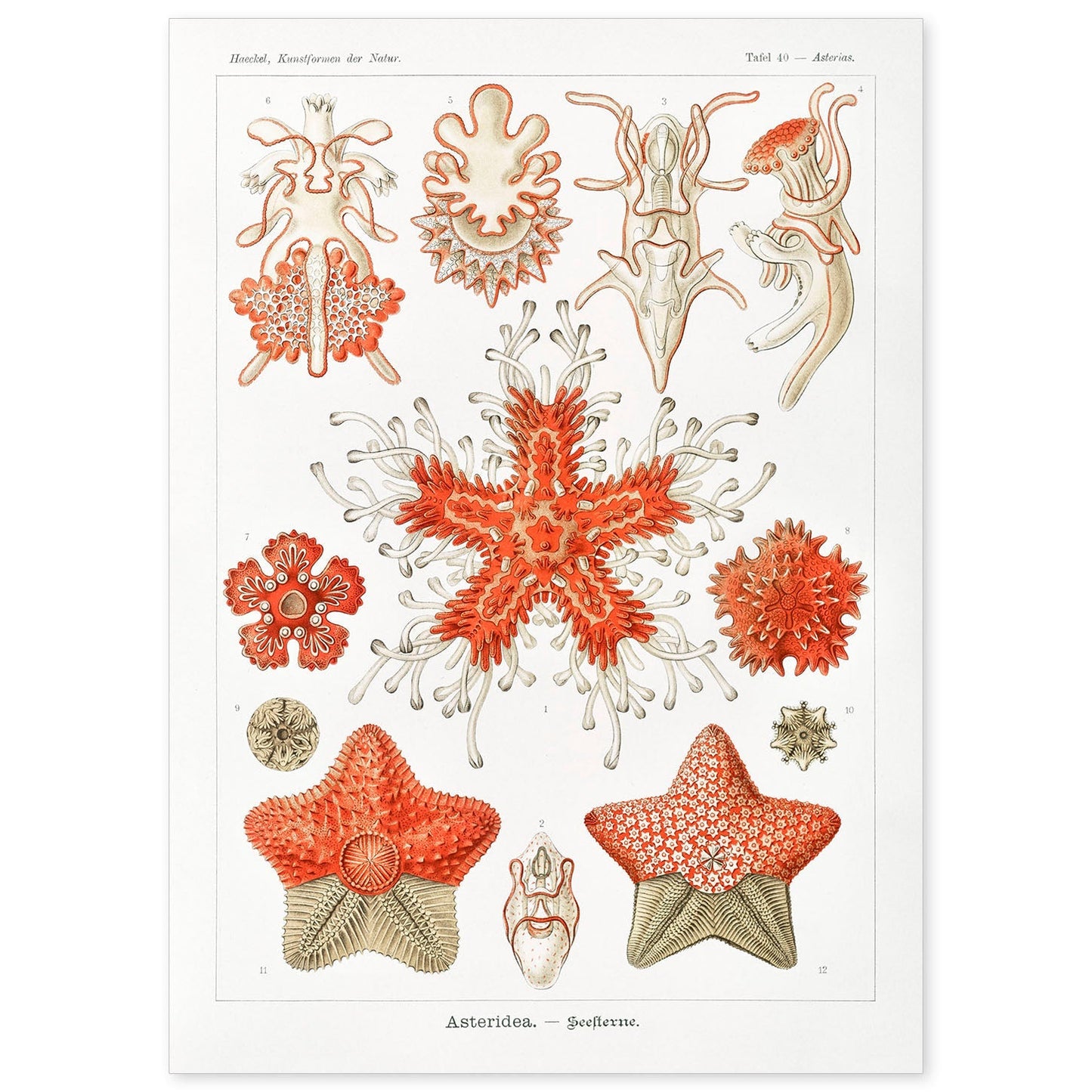 Lamina artistica decorativa con ilustración de Asteridea estilo Vintage-Artwork-Nacnic-A4-Sin marco-Nacnic Estudio SL