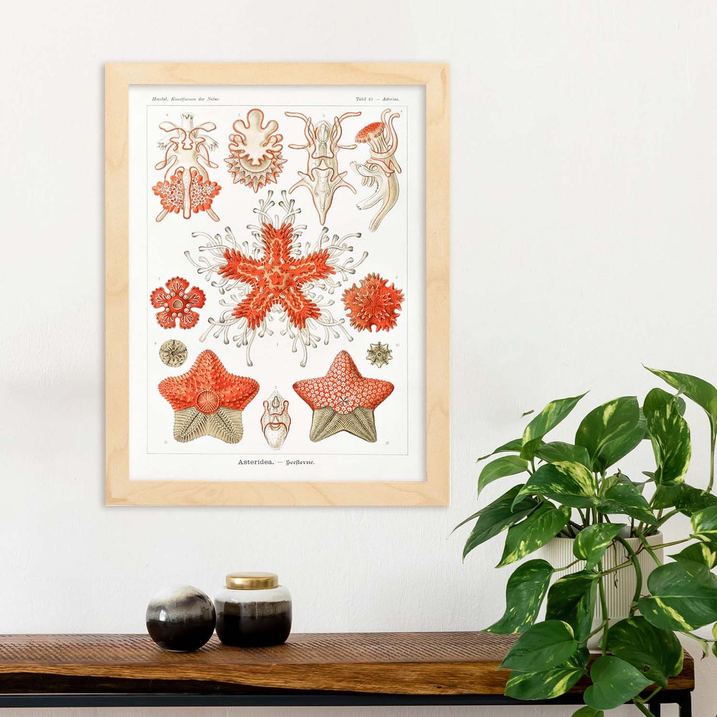 Lamina artistica decorativa con ilustración de Asteridea estilo Vintage-Artwork-Nacnic-Nacnic Estudio SL